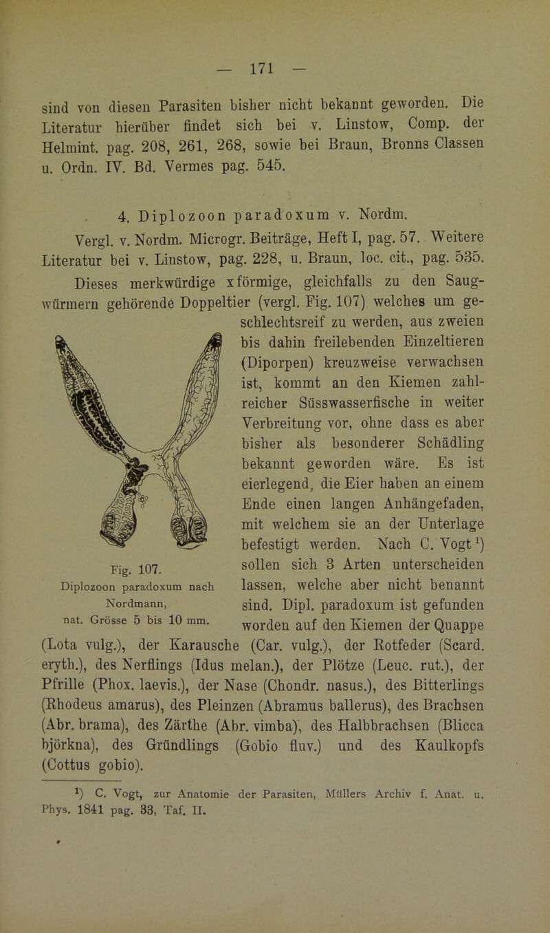 sind von diesen Parasiten bisher nicht bekannt geworden. Die Literatur hierüber findet sich bei v. Linstow, Comp, der Helinint. pag. 208, 261, 268, sowie bei Braun, Bronns Classen u. Ordn. IV. Bd. Vermes pag. 545. 4. Diplozoon paradoxum v. Nordm. Vergl. V. Nordm. Microgr. Beiträge, Heft I, pag, 57. Weitere Literatur bei v. Linstow, pag. 228, u. Braun, loc. cit., pag. 535. Dieses merkwürdige x förmige, gleichfalls zu den Saug- würmern gehörende Doppeltier (vergl. Pig. 107) welches um ge- schlechtsreif zu werden, aus zweien bis dahin freilebenden Einzeltieren (Diporpen) kreuzweise verwachsen ist, kommt an den Kiemen zahl- reicher Süsswasserfisehe in weiter Verbreitung vor, ohne dass es aber bisher als besonderer Schädling bekannt geworden wäre. Es ist eierlegend, die Eier haben an einem Ende einen langen Anhängefaden, mit welchem sie an der Unterlage befestigt werden. Nach C. Vogt^) sollen sich 3 Arten unterscheiden lassen, welche aber nicht benannt sind. Dipl, paradoxum ist gefunden worden auf den Kiemen der Quappe (Lota vulg.), der Karausche (Car. vulg.), der Kotfeder (Seard. eryth.), des Nerflings (Idus melan.), der Plötze (Leuc. rut.), der Pfrille (Phox. laevis.), der Nase (Chondr. nasus,), des Bitterlings (Rhodeus amarus), des Pleinzen (Abramus ballerus), des Brachsen (Abr. brama), des Zärthe (Abr. vimba), des Halbbrachsen (Blicca hjörkna), des Gründlings (Gobio fluv.) und des Kaulkopfs (Cottus gobio). 0 C. Vogt, zur Anatomie der Parasiten, Müllers Archiv f. Anat. u. Phys. 1841 pag. 33, Taf. II. Fig. 107. Diplozoon paradoxum nach Nordmann, nat. Grösse 5 bis 10 mm.
