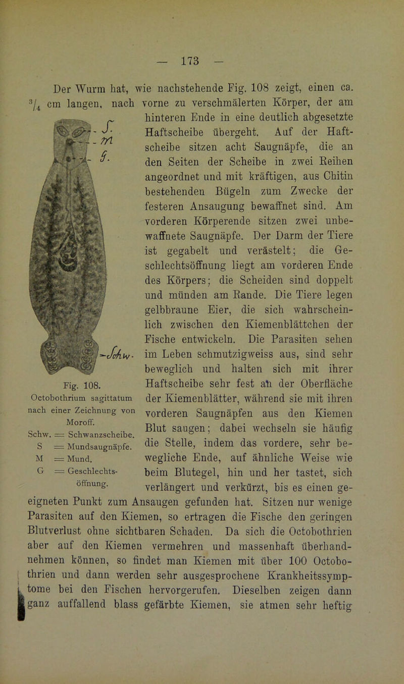 I Der Wurm hat, wie nachstehende Fig. 108 zeigt, einen ca. cm langen, nach vorne zu verschmälerten Körper, der am hinteren Ende in eine deutlich abgesetzte Haftscheibe übergeht. Auf der Haft- scheibe sitzen acht Saugnäpfe, die an den Seiten der Scheibe in zwei Reihen angeordnet und mit kräftigen, aus Chitin bestehenden Bügeln zum Zwecke der festeren Ansaugung bewaffnet sind. Am vorderen Körperende sitzen zwei unbe- waffnete Saugnäpfe. Der Darm der Tiere ist gegabelt und verästelt; die Ge- schlechtsöffnung liegt am vorderen Ende des Körpers; die Scheiden sind doppelt und münden am Rande. Die Tiere legen gelbbraune Eier, die sich wahrschein- lich zwischen den Kiemenblättchen der Fische entwickeln. Die Parasiten sehen im Leben scbmutzigweiss aus, sind sehr beweglich und halten sich mit ihrer Haftscheibe sehr fest ah der Oberfläche der Kiemenblätter, während sie mit ihren vorderen Saugnäpfen aus den Kiemen Blut saugen; dabei wechseln sie häufig die Stelle, indem das vordere, sehr be- wegliche Ende, auf ähnliche Weise wie beim Blutegel, hin und her tastet, sich verlängert und verkürzt, bis es einen ge- eigneten Punkt zum Ansaugen gefunden hat. Sitzen nur wenige Parasiten auf den Kiemen, so ertragen die Fische den geringen Blutverlust ohne sichtbaren Schaden. Da sich die Octobothrien aber auf den Kiemen vermehren und massenhaft überhand- nehmen können, so findet man Kiemen mit über 100 Octobo- thrien und dann werden sehr ausgesprochene Krankheitssyinp- tome bei den Fischen hervorgerufen. Dieselben zeigen dann ganz auffallend blass gefärbte Kiemen, sie atmen sehr heftig Fig. 108. Octobothrium sagittatum nach einer Zeichnung von Moroff. = Schwanzscheibe. = Mundsaugnäpfe. = Mund. = Geschlechts- öffnung. Schw S M G