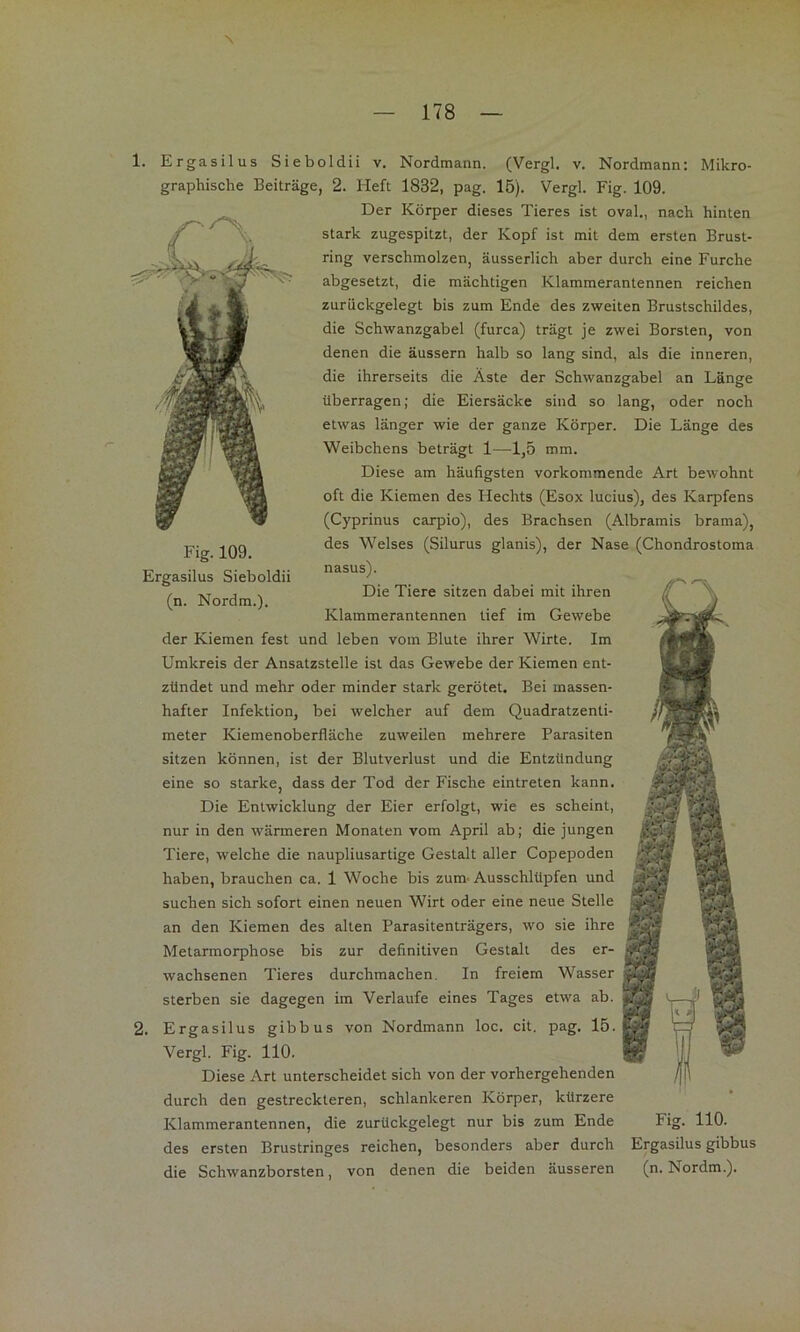 1. Ergasilus Sieboldii v, Nordmann. (Vergl. v. Nordmann; Mikro- graphische Beiträge, 2. Heft 1832, pag. 15). Vergl. Fig. 109. Der Körper dieses Tieres ist oval., nach hinten stark zugespitzt, der Kopf ist mit dem ersten Brust- ring verschmolzen, äusserlich aber durch eine Furche abgesetzt, die mächtigen Klammerantennen reichen zurückgelegt bis zum Ende des zweiten Brustschildes, die Schwanzgabel (furca) trägt je zwei Borsten, von denen die äussern halb so lang sind, als die inneren, die ihrerseits die Äste der Schwanzgabel an Länge überragen; die Eiersäcke sind so lang, oder noch etwas länger wie der ganze Körper. Die Länge des Weibchens beträgt 1—1,5 mm. Diese am häufigsten vorkommende Art bewohnt oft die Kiemen des Hechts (Esox lucius), des Karpfens (Cyprinus carpio), des Brachsen (Albramis brama), des Welses (Silurus glanis), der Nase (Chondrostoma nasus). Die Tiere sitzen dabei mit ihren Klammerantennen tief im Gewebe der Kiemen fest und leben vom Blute ihrer Wirte. Im Umkreis der Ansatzstelle ist das Gewebe der Kiemen ent- zündet und mehr oder minder stark gerötet. Bei massen- hafter Infektion, bei welcher auf dem Quadratzenti- meter Kiemenoberfläche zuweilen mehrere Parasiten sitzen können, ist der Blutverlust und die Entzündung eine so starke, dass der Tod der Fische eintreten kann. Die Entwicklung der Eier erfolgt, wie es scheint, nur in den wärmeren Monaten vom April ab; die jungen Tiere, welche die naupliusartige Gestalt aller Copepoden haben, brauchen ca. 1 Woche bis zum- Ausschlüpfen und suchen sich sofort einen neuen Wirt oder eine neue Stelle an den Kiemen des alten Parasitenträgers, wo sie ihre Metarmorphose bis zur definitiven Gestalt des er- wachsenen Tieres durchmachen. In freiem Wasser sterben sie dagegen im Verlaufe eines Tages etwa ab. 2. Ergasilus gibbus von Nordmann loc. cit. pag. 15. Vergl. Fig. 110. Diese Art unterscheidet sich von der vorhergehenden durch den gestreckteren, schlankeren Körper, kürzere Klammerantennen, die zurückgelegt nur bis zum Ende Fig. 110. des ersten Brustringes reichen, besonders aber durch Ergasilus gibbus die Schwanzborsten, von denen die beiden äusseren (n. Nordm.). Fig. 109. Ergasilus Sieboldii (n. Nordm.).