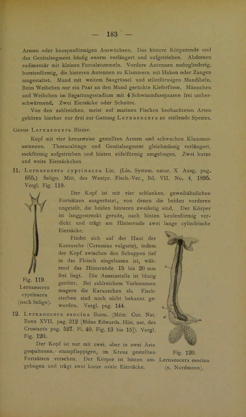 Armen oder knospenförraigen Auswüchsen. Das hintere Rörperende und das Genitalsegment häufig enorm verlängert und aufgetrieben. Abdomen rudimentär mit kleinen Furcalstummeln. Vordere Antennen mehrgliederig. borstenförmig, die hinteren Antennen zu Klammern mit Haken oder Zangen umgestaltet. Mund mit weitem Säugrüssel und stiletförmigen Mandibeln. Beim Weibchen nur ein Paar an den Mund gerückte Kieferfüsse. Männchen und Weibchen im Begattungsstadium mit 4 Schwimmfusspaaren frei umher- schwärmend, Zwei Eiersäcke oder Schnüre. Von den zahlreichen, meist auf marinen Fischen beobachteten Arten gehören hierher nur drei zur Gattung Lernaeocera zu stellende Spezies. Genus Lernaeocera Blainv. Kopf mit vier kreuzweise gestellten Armen und schwachen Klammer- antennen. Thoracalringe und Genitalsegment gleichmässig verlängert, sackförmig aufgetrieben und hinten stifelförmig umgebogen. Zwei kurze und weite Eiersäckchen 11. Lernaeocera cyprinacea Lin. (Lin. System, natur. X Ausg. pag. 655.) Seligo, Mitt. des Westpr. Fisch.-Ver., Bd. VII, No. 4, 1895. Vergl. Fig. 119. Der Kopf ist mit vier schlanken, geweihähnlichen Fortsätzen ausgerüstet, von denen die beiden vorderen ungeteilt, die beiden hinteren zweiästig sind. Der Körper ist langgestreckt gerade, nach hinten keulenförmig ver- dickt und trägt am Hinterende zwei lange cylindrische Eiersäcke. Findet sich auf der Haut der Karausche (Carassius vulgaris), indem der Kopf zwischen den Schuppen tief in das Fleisch eingelassen ist, wäh- rend das Hinterende 15 bis 20 mm frei liegt. Die Ansatzstelle ist blutig gerötet. Bei zahlreichem Vorkommen magern die Karauschen ab. Fisch- . , „ sterben sind noch nicht bekannt ge- (nachSehgo). Vergl. pag. 144. 12. Lernaeocera esocina Burm. (Mem. Cur. Nat. Bonn XVII, pag. 312 [Milne Edwards. Hist. nat. des Crustaces pag. 527. PI. 40, Fig. 13 bis 15]). Vergl. Fig. 120. Der Kopf ist nur mit zwei, aber in zwei Äste gespaltenen, stumpflappigen, im Kreuz gestellten Fig. 120. Portsätzen versehen. Der Körper ist hinten um- Lernaeocera esocina gebogen und trägt zwei kurze ovale Eiersäcke. (n. Nordmann). Fig. 119. Lernaeocera cyprinacea
