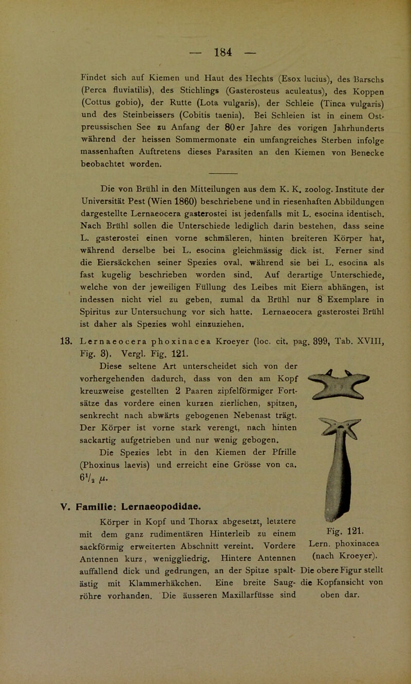 Findet sich auf Kiemen und Haut des Hechts (Esox lucius), des Barschs (Perca fluviatilis), des Stichlings (Gasterosteus aculeatus), des Koppen (Cottus gobio), der Rutte (Lota vulgaris), der Schleie (Tinea vulgaris) und des Steinbeissers (Cobitis taenia). Bei Schleien ist in einem Ost- preussischen See zu Anfang der 80 er Jahre des vorigen Jahrhunderts während der heissen Sommermonate ein umfangreiches Sterben infolge massenhaften Auftretens dieses Parasiten an den Kiemen von Benecke beobachtet worden. Die von Brühl in den Mitteilungen aus dem K. K. zoolog. Institute der Universität Pest (Wien 1860) beschriebene und in riesenhaften Abbildungen dargestellte Lernaeocera gasterostei isi jedenfalls mit L. esocina identisch. Nach Brühl sollen die Unterschiede lediglich darin bestehen, dass seine L. gasterostei einen vorne schmäleren, hinten breiteren Körper hat, während derselbe bei L. esocina gleichmässig dick ist. Ferner sind die Eiersäckchen seiner Spezies oval, während sie bei L. esocina als fast kugelig beschrieben worden sind. Auf derartige Unterschiede, welche von der jeweiligen Füllung des Leibes mit Eiern abhängen, ist indessen nicht viel zu geben, zumal da Brühl nur 8 Exemplare in Spiritus zur Untersuchung vor sich hatte. Lernaeocera gasterostei Brühl ist daher als Spezies wohl einzuziehen. 13. Lernaeocera phoxinacea Kroeyer (loc. cit. pag. 399, Tab. XVIII, Fig. 3). Vergl. Fig. 121. Diese seltene Art unterscheidet sich von der vorhergehenden dadurch, dass von den am Kopf kreuzweise gestellten 2 Paaren zipfelförmiger Fort- sätze das vordere einen kurzen zierlichen, spitzen, senkrecht nach abwärts gebogenen Nebenast trägt. Der Körper ist vorne stark verengt, nach hinten sackartig aufgetrieben und nur wenig gebogen. Die Spezies lebt in den Kiemen der Pfrille (Phoxinus laevis) und erreicht eine Grösse von ca. 6Va ti. V. Familie: Lernaeopodidae. Körper in Kopf und Thorax abgesetzt, letztere mit dem ganz rudimentären Hinterleib zu einem sackförmig erweiterten Abschnitt vereint. Vordere Antennen kurz, weniggliedrig. Hintere Antennen auffallend dick und gedrungen, an der Spitze spalt- Die obere Figur stellt ästig mit Klammerhäkchen. Eine breite Saug- die Kopfansicht von röhre vorhanden. Die äusseren Maxillarfüsse sind oben dar. Fig. 121. Lern, phoxinacea (nach Kroeyer).