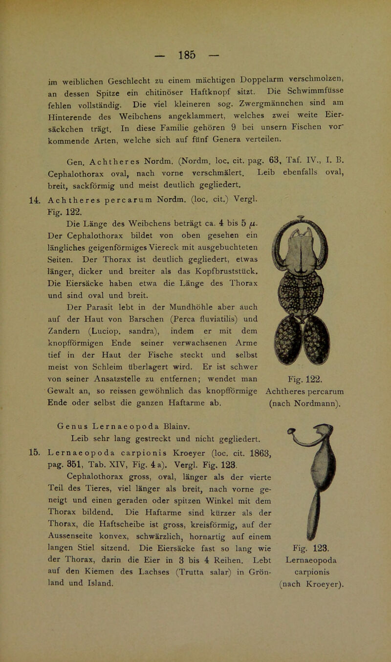 im weiblichen Geschlecht zu einem mächtigen Doppelarm verschmolzen, an dessen Spitze ein chitinöser Haftknopf sitzt. Die Schwimmfüsse fehlen vollständig. Die viel kleineren sog. Zwergmännchen sind am Hinterende des Weibchens angeklammert, welches zwei weite Eier- säckchen trägt. In diese Familie gehören 9 bei unsern Fischen vor' kommende Arten, welche sich auf fünf Genera verteilen. Gen. Achtheres Nordm. (Nordm. loc. cit Cephalothorax oval, nach vorne verschmälert, breit, sackförmig und meist deutlich gegliedert. 14. Achtheres percarum Nordm. (loc, cit.) Vergl. Fig. 122. Die Länge des Weibchens beträgt ca. 4 bis 5 jtt. Der Cephalothorax bildet von oben gesehen ein längliches geigenförmiges Viereck mit ausgebuchteten Seiten. Der Thorax ist deutlich gegliedert, etwas länger, dicker und breiter als das Kopfbruststück. Die Eiersäcke haben etwa die Länge des Thorax und sind oval und breit. Der Parasit lebt in der Mundhöhle aber auch auf der Haut von Barschen (Perca fluviatilis) und Zandern (Luciop. sandra), indem er mit dem knopfförmigen Ende seiner verwachsenen Arme tief in der Haut der Fische steckt und selbst meist von Schleim überlagert wird. Er ist schwer von seiner Ansatzstelle zu entfernen; wendet man Gewalt an, so reissen gewöhnlich das knopfformige Ende oder selbst die ganzen Haftarme ab. pag. 63, Taf. IV., I. B. Leib ebenfalls oval, Fig. 122. Achtheres percarum (nach Nordmann). Genus Lernaeopoda Blainv. Leib sehr lang gestreckt und nicht gegliedert. 15. Lernaeopoda carpionis Kroeyer (loc. cit. 1863, pag. 351, Tab. XIV, Fig. 4 a). Vergl. Fig. 123. Cephalothorax gross, oval, länger als der vierte Teil des Tieres, viel länger als breit, nach vorne ge- neigt und einen geraden oder spitzen Winkel mit dem Thorax bildend. Die Haftarme sind kürzer als der Thorax, die Haftscheibe ist gross, kreisförmig, auf der Aussenseite konvex, schwärzlich, hornartig auf einem langen Stiel sitzend. Die Eiersäcke fast so lang wie der Thorax, darin die Eier in 3 bis 4 Reihen. Lebt auf den Kiemen des Lachses (Trutta salar) in Grön- land und Island. Fig. 123. Lernaeopoda carpionis (nach Kroeyer).