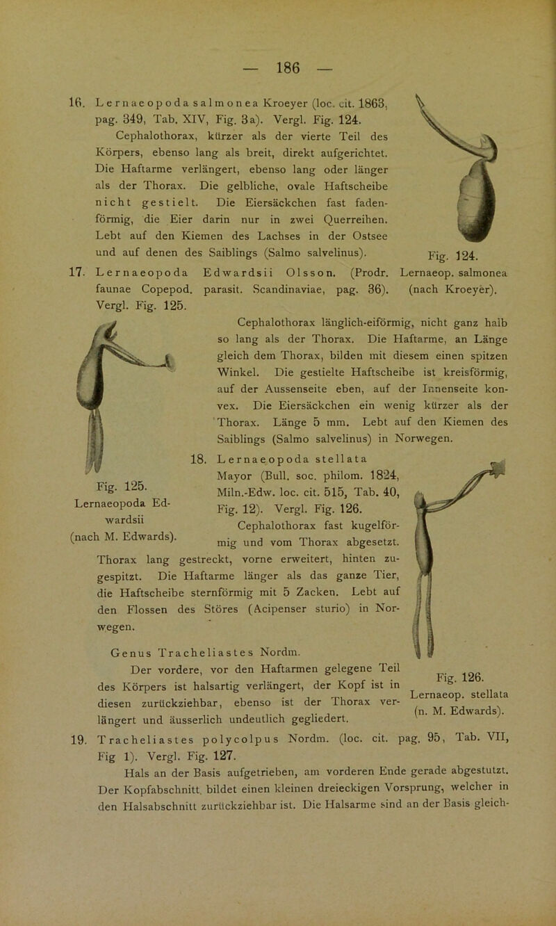 16. Lernaeopoda salmonea Kroeyer (loc. cit. 1863, pag. 349, Tab. XIV, Fig. 3 a). Vergl. Fig. 124. Cephalothorax, kürzer als der vierte Teil des Körpers, ebenso lang als breit, direkt aufgerichtet. Die Haftarme verlängert, ebenso lang oder länger als der Thorax. Die gelbliche, ovale Haftscheibe nicht gestielt. Die Eiersäckchen fast faden- förmig, die Eier darin nur in zwei Querreihen. Lebt auf den Kiemen des Lachses in der Ostsee und auf denen des Saiblings (Salmo salvelinus). 17. Lernaeopoda Edwardsii Olsson. (Prodr. faunae Copepod. parasit. Scandinaviae, pag. 36). Vergl. Fig. 125. Fig. 124. Lernaeop. salmonea (nach Kroeyer). Cephalothorax länglich-eiförmig, nicht ganz halb so lang als der Thorax. Die Haftarme, an Länge gleich dem Thorax, bilden mit diesem einen spitzen Winkel. Die gestielte Haftscheibe ist kreisförmig, auf der Aussenseite eben, auf der Innenseite kon- vex. Die Eiersäckchen ein wenig kürzer als der 'Thorax. Länge 5 mm. Lebt auf den Kiemen des Saiblings (Salmo salvelinus) in Norwegen. 18. Lernaeopoda stellata Mayor (Bull. soc. philom. 1824, Miln.-Edw. loc. cit. 515, Tab. 40, Fig. 12). Vergl. Fig. 126. Cephalothorax fast kugelför- mig und vom Thorax abgesetzt. Thorax lang gestreckt, vorne erweitert, hinten zu- gespitzt. Die Haftarme länger als das ganze Tier, die Haftscheibe sternförmig mit 5 Zacken. Lebt auf den Flossen des Störes (Acipenser sturio) in Nor- wegen. Genus Tracheliastes Nordm. Der vordere, vor den Haftarmen gelegene Teil des Körpers ist halsartig verlängert, der Kopf ist in diesen zurückziehbar, ebenso ist der Thorax ver- längert und äusserlich undeutlich gegliedert. Fig. 126. Lernaeop. stellata (n. M. Edwards). Lernaeopoda Ed- wardsii (nach M. Edwards). 19. Tracheliastes polycolpus Nordm. (loc. cit. pag. 95, Tab. VII, Fig 1). Vergl. Fig. 127. Hals an der Basis aufgetrieben, am vorderen Ende gerade abgestutzt. Der Kopfabschnitt, bildet einen kleinen dreieckigen Vorsprung, welcher in den Halsabschnilt zurückziehbar ist. Die Halsarme sind an der Basis gleich-