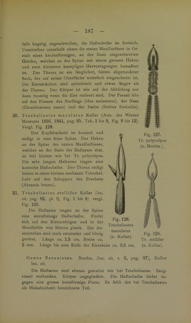 falls kugelig angeschwollen, die Haftscheibe ist konisch. Unmittelbar unterhalb sitzen die ersten MaxillarfUsse in Ge- stalt eines keulenförmigen, an der Basis eingeschnürten Gliedes, welches an der Spitze mit einem grossen Haken und zwei kleineren knorpligen Hervorragungen bewaffnet ist. Der Thorax ist ein länglicher, hinten abgerundeter Sack, der auf seiner Oberfläche mehrfach eingeschnürt ist. Die Eiersäckchen sind zylindrisch und etwas länger als der Thorax. Der Körper ist wie auf der Abbildung nur dann runzelig wenn die Eier entleert sind. Der Parasit lebt auf den Flossen des Nerflings (Idus melanotus), der Nase (Chondrostoma nasus) und der Barbe (Barbus fluviatilis). 20. Tracheliastes maculatus Kollar (Ann. des Wiener Museums 1836, 1841, pag. 85, Tab. 1 bis 9, Fig. 9 bis 12). Vergl. Fig. 128. Der Kopfabschnitt ist konisch und endigt in eine feine Spitze. Der Haken an der Spitze des ersten Maxillarfusses, welcher an der Basis der Haftarme sitzt, ist viel kleiner wie bei Tr. polycolpus. Die sehr langen Haftarme tragen eine konische Haftscheibe. Der Thorax endigt hinten in einen kleinen medianen Tuberkel. Lebt auf den Schuppen des Brachsen (Abramis brama). 21. Tracheliastes stellifer Kollar (loc. cit. pag. 82, pl. 9, Fig. 1 bis 8) vergl. Fig. 129. Die Haftarme tragen an der Spitze eine sternförmige Haftscheibe. Findet sich auf den Kiemenbögen und in der Mundhöhle von Silurus glanis. Die An- satzstellen sind stark entzündet und blutig gerötet. Länge ca. 1,5 cm, Breite ca. 3 mm. Länge bis zum Ende der Eiersäcke ca. 0,3 cm. Fig. 127. Tr. polycolpus (n. Nordm.). 'Ill [f; Fig. 128. Tracheliastes maculatus (n. Kollar). Fig. 129. Tr. stellifer (n. Kollar). Genus Basanistes. Nordm. (loc. cit. t. 2, pag. 87), Kollar loc. cit. Die Haftarme sind ebenso gestaltet wie bei Tracheliastes. Saug- O O rüssel vorhanden. Körper ungegliedert. Die Haftscheibe bildet da- gegen eine grosse kreisförmige Platte. Es fehlt der bei Tracheliastes als Halsabschnitt bezeichnete Teil.