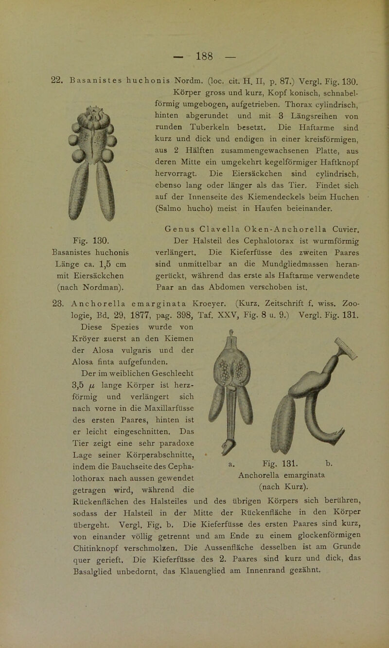 22. Basanist es huchonis Nordm. (loc. cit. H. II, p. 87.) Vergl. Fig. 130. Körper gross und kurz, Kopf konisch, schnabel- förmig umgebogen, aufgetrieben. Thorax cylindrisch, hinten abgerundet und mit 3 Längsreihen von runden Tuberkeln besetzt. Die Haftarme sind kurz und dick und endigen in einer kreisförmigen, aus 2 Hälften zusammengewachsenen Platte, aus deren Mitte ein umgekehrt kegelförmiger Haftknopf hervorragt. Die Eiersäckchen sind cylindrisch, ebenso lang oder länger als das Tier. Findet sich auf der Innenseite des Kiemendeckels beim Huchen (Salmo hucho) meist in Haufen beieinander. Fig. 130. Easanistes huchonis Länge ca. 1,5 cm mit Eiersäckchen (nach Nordman). Genus Clavella Oken-Anchorella Cuvier. Der Halsteil des Cephalolorax ist wurmförmig verlängert. Die Kieferfüsse des zweiten Paares sind unmittelbar an die Mundgliedmassen heran- gerückt, während das erste als Haftarme verwendete Paar an das Abdomen verschoben ist. 23. Anchorella emarginata Kroeyer. (Kurz. Zeitschrift f. wiss. Zoo- logie, Bd. 29, 1877, pag. 398, Taf. XXV, Fig. 8 u. 9.^) Vergl. Fig. 131. Diese Spezies wurde von Kröyer zuerst an den Kiemen der Alosa vulgaris und der Alosa finta aufgefunden. Der im weiblichen Geschlecht 3,5 fu, lange Körper ist herz- förmig und verlängert sich nach vorne in die Maxillarfüsse des ersten Paares, hinten ist er leicht eingeschnitten. Das Tier zeigt eine sehr paradoxe Lage seiner Körperabschnitte, • indem die Bauchseite des Cepha- lothorax nach aussen gewendet getragen wird, während die a. Fig. 131. b. Anchorella emarginata (nach Kurz). Rückenflächen des Halsteiles und des übrigen Körpers sich berühren, sodass der Halsteil in der Mitte der Rückenfläche in den Körper übergeht. Vergl. Fig. b. Die Kieferfüsse des ersten Paares sind kurz, von einander völlig getrennt und am Ende zu einem glockenförmigen Chitinknopf verschmolzen. Die Aussenfläche desselben ist am Grunde quer gerieft. Die Kieferfüsse des 2. Paares sind kurz und dick, das Basalglied unbedornt, das Klauenglied am Innenrand gezähnt.