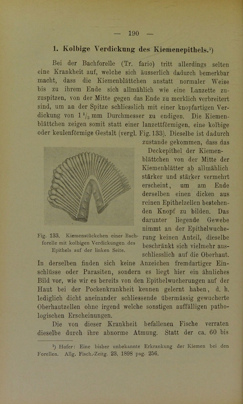 1. Kolbige Verdickung des Kiemenepithels.’) Bei der Bachforelle (Tr. fario) tritt allerdings selten eine Krankheit auf, welche sieh äusserlich dadurch bemerkbar macht, dass die Kiemenblättchen anstatt normaler Weise bis zu ihrem Ende sieh allmählich wie eine Lanzette zu- zuspitzen, von der Mitte gegen das Ende zu merklich verbreitert sind, um an der Spitze schliesslich mit einer knopfartigen Ver- dickung von 1 ’/g mm Durchmesser zu endigen. Die Kiemen- blättchen zeigen somit statt einer lanzettförmigen, eine kolbige oder keulenförmige Gestalt (vergl. Fig. 133). Dieselbe ist dadurch zustande gekommen, dass das Deckepithel der Kiemen- blättchen von der Mitte der Kiemenblätter ab allmählich stärker und stärker vermehrt erscheint, um am Ende derselben einen dicken aus reinen Epithelzellen bestehen- den Knopf zu bilden. Das darunter liegende Gewebe nimmt an der Epithelwuche- Fig. 133. Kiemenstückchen einer Bach- keinen Anteil, dieselbe forelle mit kolbigen Verdickungen des - i -l beschrankt Sich Vielmehr aus- Epithels auf der linken Seite. ’ , schliesslich auf die Oberhaut. In derselben finden sich keine Anzeichen fremdartiger Ein- schlüsse oder Parasiten, sondern es liegt hier ein ähnliches Bild vor, wie wir es bereits von den Epithelwucherungen auf der Haut bei der Pockenkrankheit kennen gelernt haben, d. h. lediglich dicht aneinander schliessende übermässig gewucherte Oberhautzellen ohne irgend welche sonstigen auffälligen patho- logischen Erscheinungen. Die von dieser Krankheit befallenen Fische verraten dieselbe durch ihre abnorme Atmung. Statt der ca. 60 bis 0 Hofer: Eine bisher unbekannte Erkrankung der Kiemen bei den Forellen. Allg. Fisch.-Zeitg. 23, 1898 pag. 256.