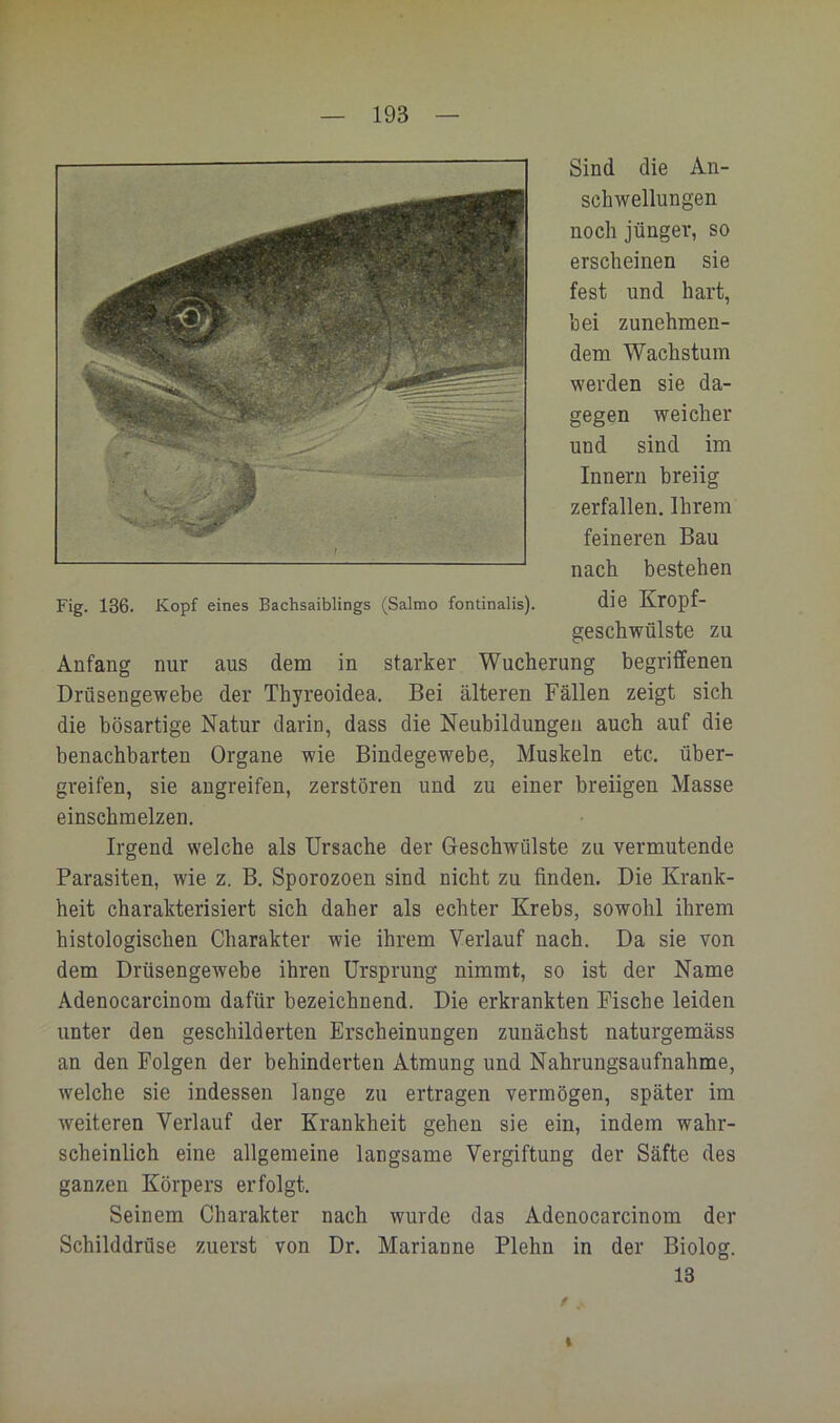 Sind die An- schwellungen noch jünger, so erscheinen sie fest und hart, bei zunehmen- dem Wachstum werden sie da- gegen weicher und sind im Innern hreiig zerfallen. Ihrem feineren Bau nach bestehen die Kropf- geschwülste zu Anfang nur aus dem in starker Wucherung begriffenen Drüsengewebe der Thyreoidea. Bei älteren Fällen zeigt sich die bösartige Natur darin, dass die Neubildungen auch auf die benachbarten Organe wie Bindegewebe, Muskeln etc. über- greifen, sie angreifen, zerstören und zu einer breiigen Masse einschmelzen. Irgend welche als Ursache der Geschwülste zu vermutende Parasiten, wie z. B. Sporozoen sind nicht zu finden. Die Krank- heit charakterisiert sich daher als echter Krebs, sowohl ihrem histologischen Charakter wie ihrem Verlauf nach. Da sie von dem Drüsengewebe ihren Ursprung nimmt, so ist der Name Adenocarcinom dafür bezeichnend. Die erkrankten Fische leiden unter den geschilderten Erscheinungen zunächst naturgemäss an den Folgen der behinderten Atmung und Nahrungsaufnahme, welche sie indessen lange zu ertragen vermögen, später im weiteren Verlauf der Krankheit gehen sie ein, indem wahr- scheinlich eine allgemeine langsame Vergiftung der Säfte des ganzen Körpers erfolgt. Seinem Charakter nach wurde das Adenocarcinom der Schilddrüse zuerst von Dr. Marianne Plehn in der Biolog. 13 I