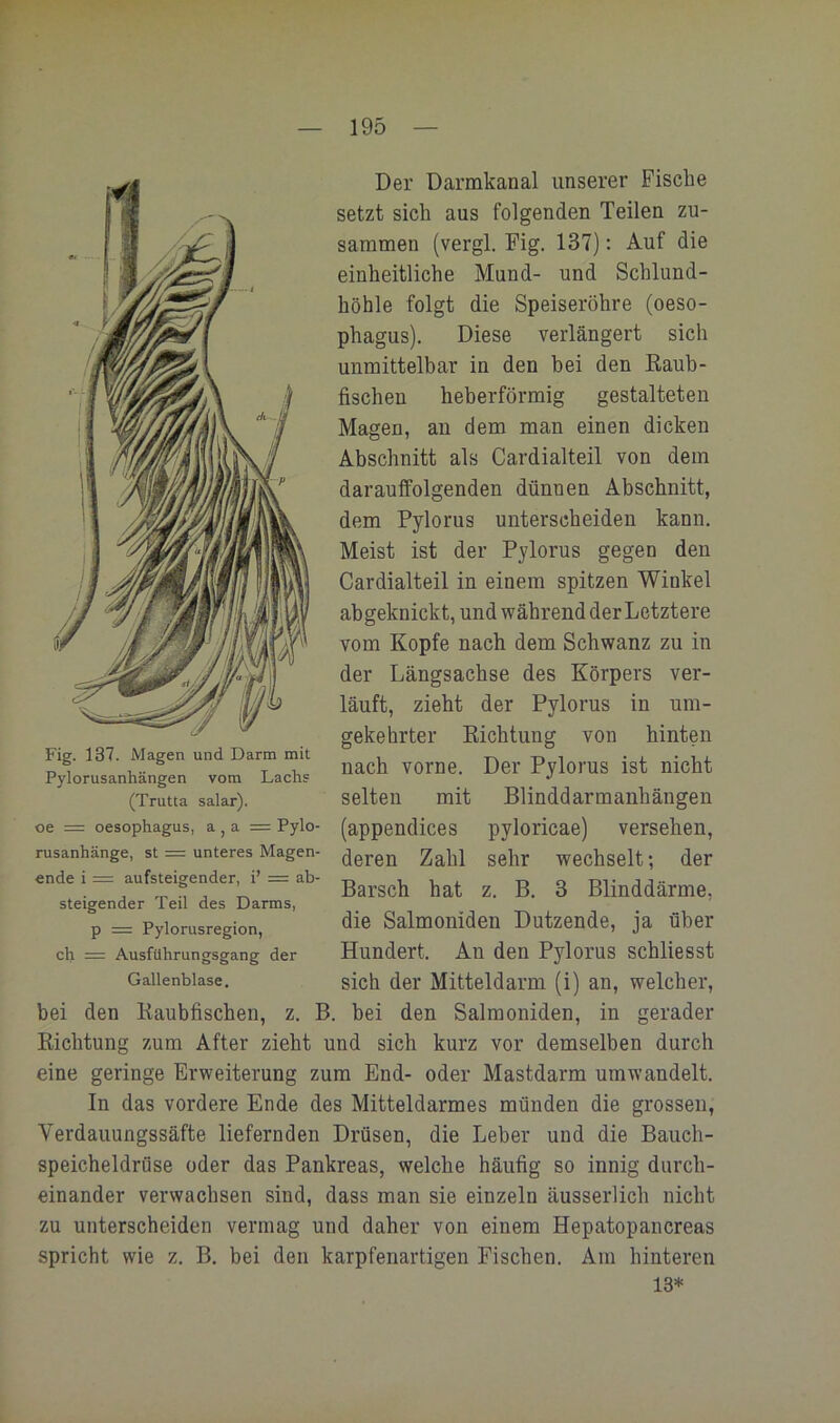 Der Darmkanal unserer Fische setzt sich aus folgenden Teilen zu- sammen (vergl. Fig. 137): Auf die einheitliche Mund- und Schlund- höhle folgt die Speiseröhre (oeso- phagus). Diese verlängert sieh unmittelbar in den bei den Eaub- fischen heberförmig gestalteten Magen, an dem man einen dicken Abschnitt als Cardialteil von dem darauffolgenden dünnen Abschnitt, dem Pylorus unterscheiden kann. Meist ist der Pylorus gegen den / f einem spitzen Winkel ^ yl abgeknickt, und während der Letztere /S vom Kopfe nach dem Schwanz zu in der Längsachse des Körpers ver- läuft, zieht der Pylorus in um- gekehrter Eichtung von hinten nach vorne. Der Pylorus ist nicht selten mit Blinddarmanhängen (appendices pyloricae) versehen, deren Zahl sehr wechselt; der Barsch hat z. B. 3 Blinddärme, die Salmoniden Dutzende, ja über Hundert. An den Pylorus schliesst sich der Mitteldarm (i) an, welcher, bei den Eaubfischen, z. B. bei den Salmoniden, in gerader Eichtung zum After zieht und sieh kurz vor demselben durch eine geringe Erweiterung zum End- oder Mastdarm umwandelt. In das vordere Ende des Mitteldarmes münden die grossen, Verdauungssäfte liefernden Drüsen, die Leber und die Bauch- speicheldrüse oder das Pankreas, welche häufig so innig durch- einander verwachsen sind, dass man sie einzeln äusserlich nicht zu unterscheiden vermag und daher von einem Hepatopancreas spricht wie z. B. bei den karpfenartigen Fischen. Am hinteren 13* Fig. 137. Magen und Darm mit Pylorusanhängen vom Lachs (Trutta salar). oe =: Oesophagus, a , a = Pylo- rusanhänge, st = unteres Magen- ende i = aufsteigender, i’ = ab- steigender Teil des Darms, p = Pylorusregion, ch = Ausführungsgang der Gallenblase.