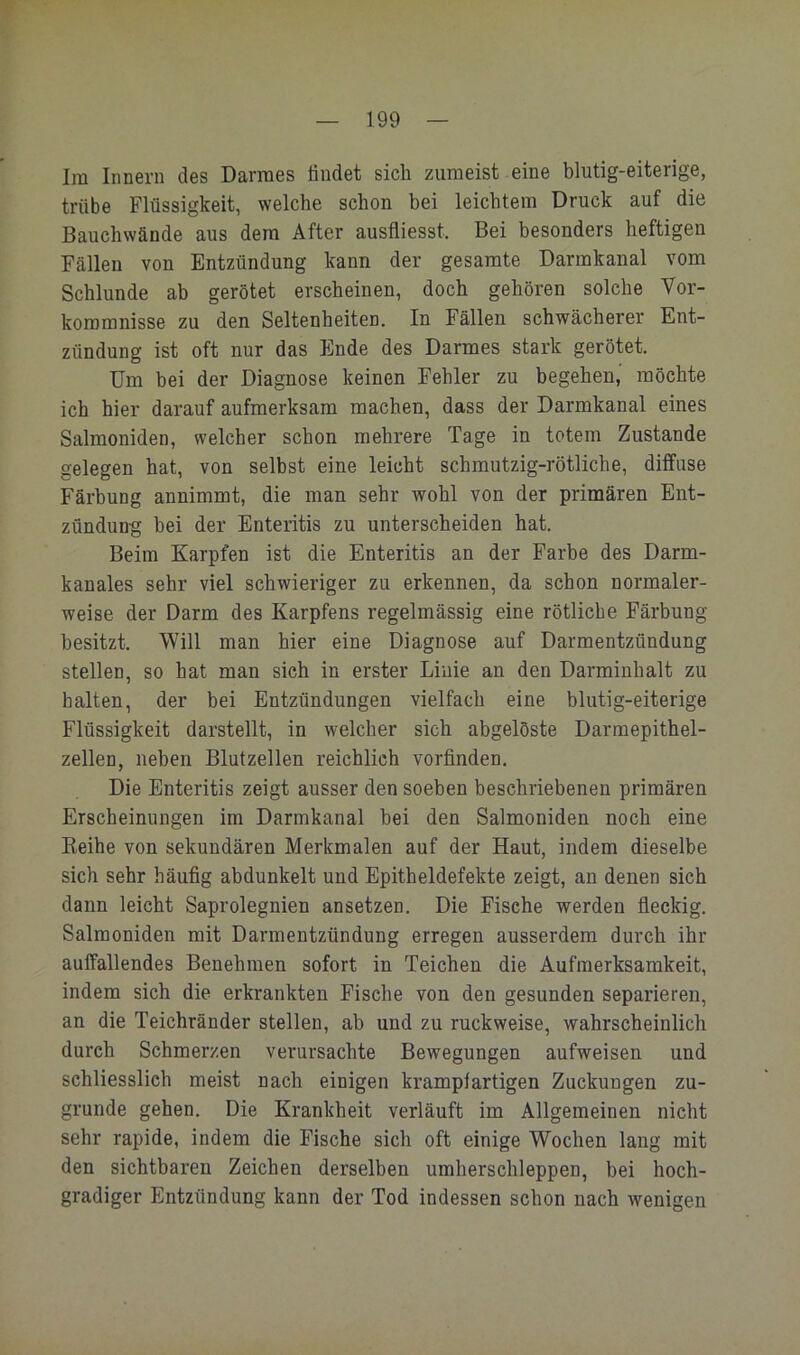 Im Innern des Darmes tindet sich zumeist eine blutig-eiterige, trübe Flüssigkeit, welche schon bei leichtem Druck auf die Bauchwände aus dem After ausfiiesst. Bei besonders heftigen Fällen von Entzündung kann der gesamte Darmkanal vom Schlunde ab gerötet erscheinen, doch gehören solche Vor- kommnisse zu den Seltenheiten. In Fällen schwächerer Ent- zündung ist oft nur das Ende des Darmes stark gerötet. Um bei der Diagnose keinen Fehler zu begehen, möchte ich hier darauf aufmerksam machen, dass der Darmkanal eines Salmoniden, welcher schon mehrere Tage in totem Zustande gelegen hat, von selbst eine leicht schmutzig-rötliche, diffuse Färbung annimmt, die man sehr wohl von der primären Ent- zündung hei der Enteritis zu unterscheiden hat. Beim Karpfen ist die Enteritis an der Farbe des Darm- kanales sehr viel schwieriger zu erkennen, da schon normaler- weise der Darm des Karpfens regelmässig eine rötliche Färbung besitzt. Will man hier eine Diagnose auf Darmentzündung stellen, so hat man sich in erster Liuie an den Darminhalt zu halten, der bei Entzündungen vielfach eine blutig-eiterige Flüssigkeit darstellt, in welcher sich abgelöste Darmepithel- zellen, neben Blutzellen reichlich vorfinden. Die Enteritis zeigt ausser den soeben beschriebenen primären Erscheinungen im Darmkanal bei den Salmoniden noch eine Eeihe von sekundären Merkmalen auf der Haut, indem dieselbe sich sehr häufig abdunkelt und Epitheldefekte zeigt, an denen sich dann leicht Saprolegnien ansetzen. Die Fische werden fieckig. Salmoniden mit Darmentzündung erregen ausserdem durch ihr auffallendes Benehmen sofort in Teichen die Aufmerksamkeit, indem sich die erkrankten Fische von den gesunden separieren, an die Teichränder stellen, ab und zu ruckweise, wahrscheinlich durch Schmerzen verursachte Bewegungen aufweisen und schliesslich meist nach einigen krampfartigen Zuckungen zu- grunde gehen. Die Krankheit verläuft im Allgemeinen nicht sehr rapide, indem die Fische sich oft einige Wochen lang mit den sichtbaren Zeichen derselben umherschleppen, bei hoch- gradiger Entzündung kann der Tod indessen schon nach wenigen