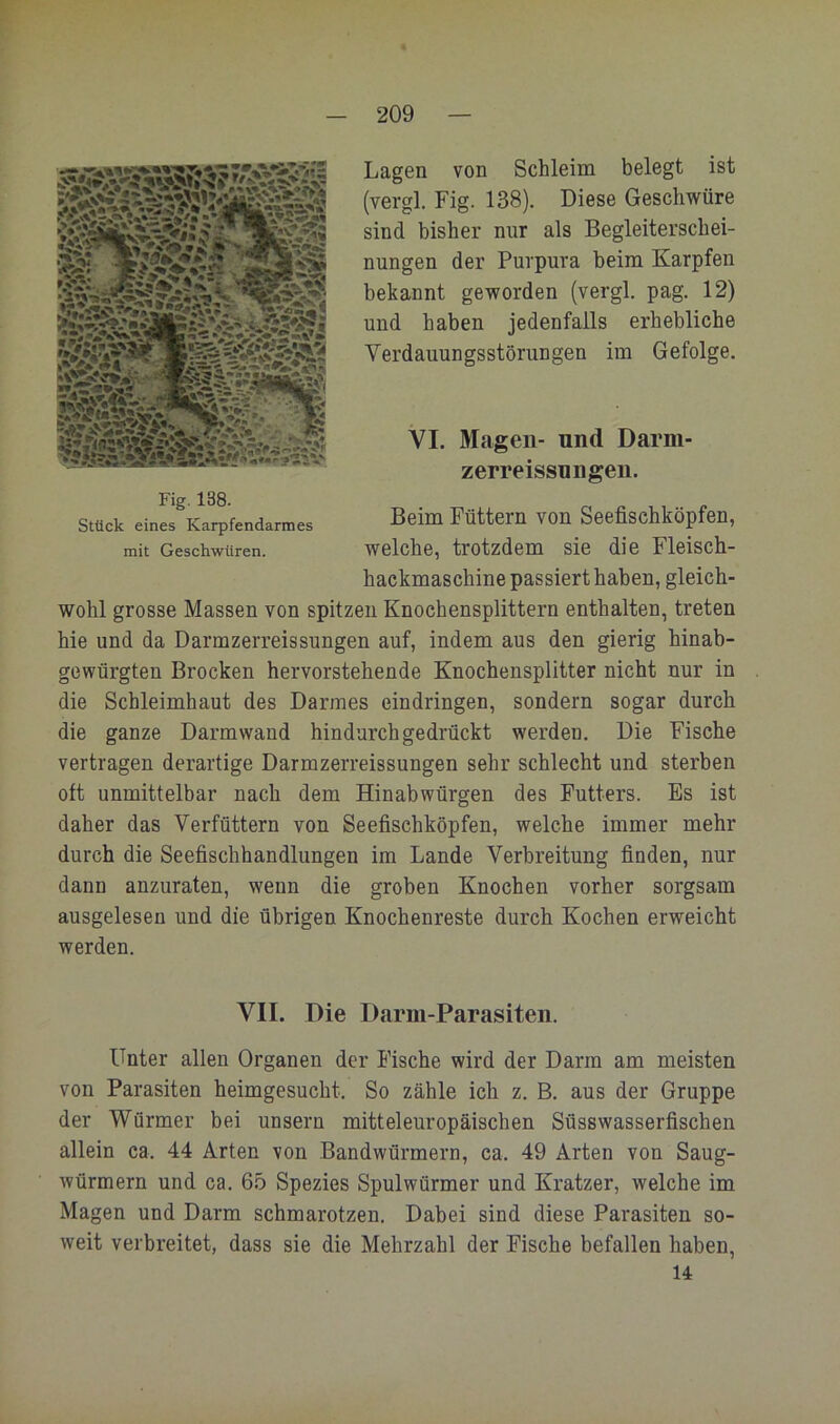 Lagen von Schleim belegt ist (vergl. Fig. 138). Diese Geschwüre sind bisher nur als Begleiterschei- nungen der Purpura beim Karpfen bekannt geworden (vergl. pag. 12) und haben jedenfalls erhebliche Verdauungsstörungen im Gefolge. Vl. Magen- und Darm- zerreissungen. Beim Füttern von Seefischköpfen, welche, trotzdem sie die Fleisch- hackmaschine passiert haben, gleich- wohl grosse Massen von spitzen Knochensplittern enthalten, treten hie und da Darmzerreissungen auf, indem aus den gierig hinab- gewürgten Brocken hervorstehende Knochensplitter nicht nur in die Schleimhaut des Darmes eindringen, sondern sogar durch die ganze Darmwand hindurch gedrückt werden. Die Fische vertragen derartige Darmzerreissungen sehr schlecht und sterben oft unmittelbar nach dem Hinabwürgen des Futters. Es ist daher das Verfüttern von Seefischköpfen, welche immer mehr durch die Seefischhandlungen im Lande Verbreitung finden, nur dann anzuraten, wenn die groben Knochen vorher sorgsam ausgelesen und die übrigen Knochenreste durch Kochen erweicht werden. Fig. 138. Stück eines Karpfendarmes mit Geschwüren. VII. Die Darm-Parasiten. Unter allen Organen der Fische wird der Darm am meisten von Parasiten heimgesucht. So zähle ich z. B. aus der Gruppe der Würmer bei unsern mitteleuropäischen Süsswasserfischen allein ca. 44 Arten von Bandwürmern, ca. 49 Arten von Saug- würmern und ca. 65 Spezies Spulwürmer und Kratzer, welche im Magen und Darm schmarotzen. Dabei sind diese Parasiten so- weit verbreitet, dass sie die Mehrzahl der Fische befallen haben, 14