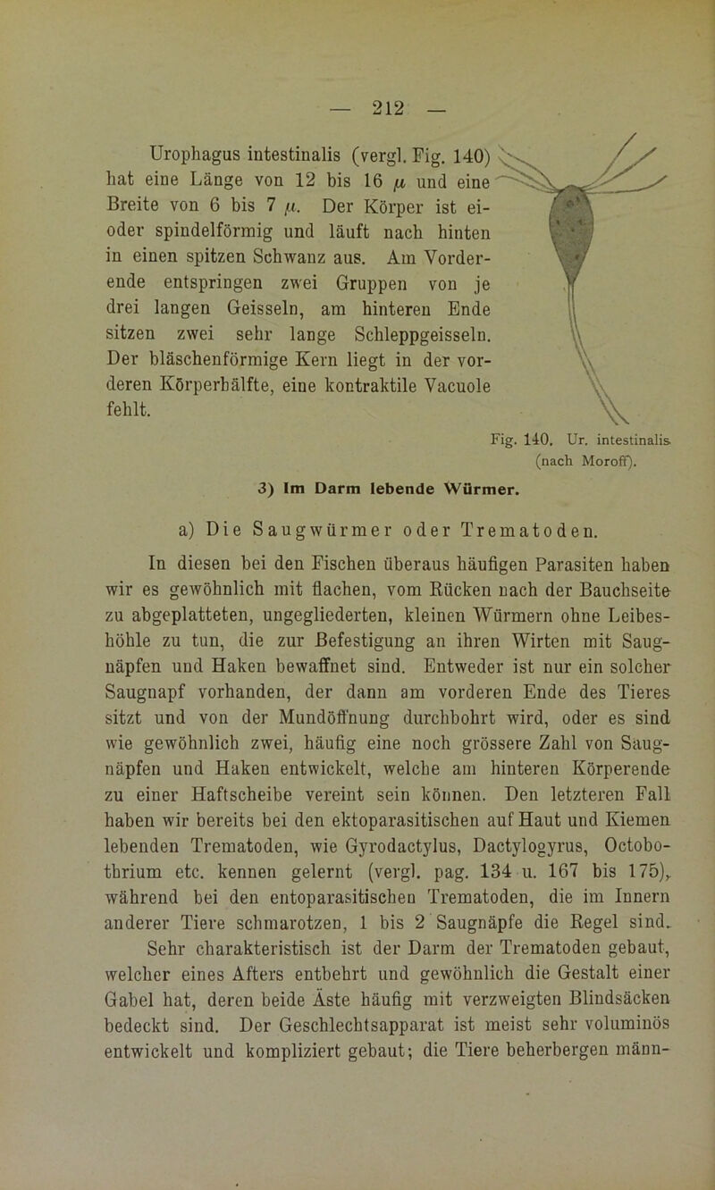 Urophagus intestinalis (vergl. Fig. 140) hat eine Länge von 12 bis 16 n und eine Breite von 6 bis 7 /x. Der Körper ist ei- oder spindelförmig und läuft nach hinten in einen spitzen Schwanz aus. Am Vorder- ende entspringen zwei Gruppen von je drei langen Geissein, am hinteren Ende sitzen zwei sehr lange Schleppgeisseln. Der bläschenförmige Kern liegt in der vor- deren Körperbälfte, eine kontraktile Vacuole fehlt. Fig. 140. Ur. intestinalis (nach MorofQ. 3) Im Darm lebende Würmer. a) Die Saugwürmer oder Trematoden. In diesen bei den Fischen überaus häufigen Parasiten haben wir es gewöhnlich mit fiachen, vom Rücken nach der Bauchseite zu abgeplatteten, ungegliederten, kleinen Würmern ohne Leibes- höhle zu tun, die zur Befestigung an ihren Wirten mit Saug- näpfen und Haken bewaffnet sind. Entweder ist nur ein solcher Saugnapf vorhanden, der dann am vorderen Ende des Tieres sitzt und von der Mundöffnung durchbohrt wird, oder es sind wie gewöhnlich zwei, häufig eine noch grössere Zahl von Saug- näpfen und Haken entwickelt, welche am hinteren Körperende zu einer Haftscheibe vereint sein können. Den letzteren Fall haben wir bereits bei den ektoparasitischen auf Haut und Kiemen lebenden Trematoden, wie Gyrodactylus, Dactylogyrus, Octobo- tbrium etc. kennen gelernt (vergl. pag. 134 ii. 167 bis 175),. während bei den entoparasitischen Trematoden, die im Innern anderer Tiere schmarotzen, 1 bis 2 Saugnäpfe die Regel sind. Sehr charakteristisch ist der Darm der Trematoden gebaut, welcher eines Afters entbehrt und gewöhnlich die Gestalt einer Gabel hat, deren beide Äste häufig mit verzweigten Blindsäcken bedeckt sind. Der Geschlechtsapparat ist meist sehr voluminös entwickelt und kompliziert gebaut; die Tiere beherbergen männ-