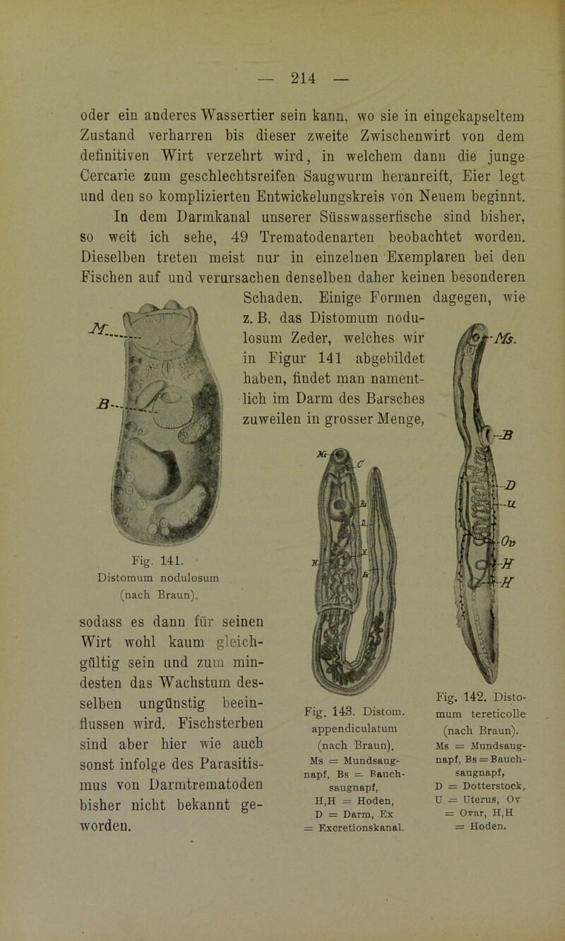 oder ein anderes Wassertier sein kann, wo sie in eingekapseltein Zustand verharren bis dieser zweite Zwischenwirt von dem definitiven Wirt verzehrt wird, in welchem dann die junge Cercarie zum geschlechtsreifen Saugwurm heranreift, Eier legt und den so komplizierten Entwickelungskreis von Neuem beginnt. In dem Darmkanal unserer Süsswasserfische sind bisher, so weit ich sehe, 49 Treraatodenarten beobachtet worden. Dieselben treten meist nur in einzelnen Exemplaren bei den Fischen auf und verursachen denselben daher keinen besonderen Schaden. Einige Formen dagegen, wie z. B. das Distomum nodu- losum Zeder, welches wir in Figur 141 abgebildet haben, findet man nament- lich im Darm des Barsches zuweilen in grosser Menge, Fig. 141. Distomum nodulosum (nach Braun). sodass es dann für seinen Wirt wohl kaum gleich- gültig sein und zum min- desten das Wachstum des- selben ungünstig beein- flussen wird. Fischsterben sind aber hier wie auch sonst infolge des Parasitis- mus von Darmtrematoden bisher nicht bekannt ge- worden. Fig. 143. Distom. appendiculatum (nach Braun). Ms = Mundsaug- napf, Bs — Bauch- saugnapf, H,H = Hoden, D = Darm, Ex = Kxcretionskanal. Fig. 142. Disto- mum tereticolle (nach Braun). Ms = Mundsaug- napf, Bs = Bauch- saugnapf, D = Dotterstock, U — Uterus, Ov = Ovar, H,H = Hoden.