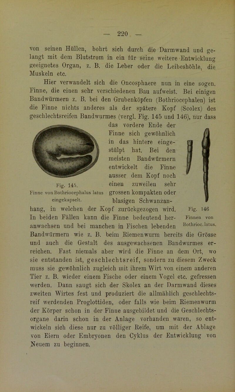 von seinen Hüllen, bohrt sich durch die Darmwand und ge- langt mit dem Blutstrom in ein für seine weitere Entwicklung geeignetes Organ, z. B. die Leber oder die Leibeshöhle, die Muskeln etc. Hier verwandelt sieh die Oncosphaere nun in eine sogen. Finne, die einen sehr verschiedenen Bau aufweist. Bei einigen Bandwürmern z. B. bei den Gruhenköpfen (Bothrioeephalen) ist die Finne nichts anderes als der spätere Kopf (Scolex) des geschlechtsreifen Bandwurmes (vergl. Fig. 145 und 146), nur dass hang, in welchen der Kopf zurückgezogen wird. Fig. i46 In beiden Fällen kann die Finne bedeutend her- Finnen von anwachsen und bei manchen in Fischen lebenden Bothnoc.latus. Bandwürmern wie z. B. beim Kiemen wurm bereits die Grösse und auch die Gestalt des ausgewachsenen Bandwurmes er- reichen. Fast niemals aber wird die Finne an dem Ort, wo sie entstanden ist, geschlechtsreif, sondern zu diesem Zweck muss sie gewöhnlich zugleich mit ihrem Wirt von einem anderen Tier z. B. wieder einem Fische oder einem Vogel etc. gefressen werden. Dann saugt sich der Skolex an der Darmwaud dieses zweiten Wirtes fest und produziert die allmählicli geschlechts- reif werdenden Proglottiden, oder falls wie beim Riemenwurm der Körper schon in der Finne ausgebildet und die Geschlechts- organe darin schon in der Anlage vorhanden waren, so ent- wickeln sich diese nur zu völliger Reife, um mit der Ablage von Eiern oder Embryonen den Cyklus der Entwicklung von Neuem zu beginnen. Fig. 145. einen das vordere Ende der Finne sich gewöhnlich in das hintere einge- stülpt hat. Bei den meisten Bandwürmern entwickelt die Finne ausser dem Kopf noch einen zuweilen sehr Finne vonBothriocephalus latus grossen kompakten oder eingekapselt. blasigen Schwanzan-