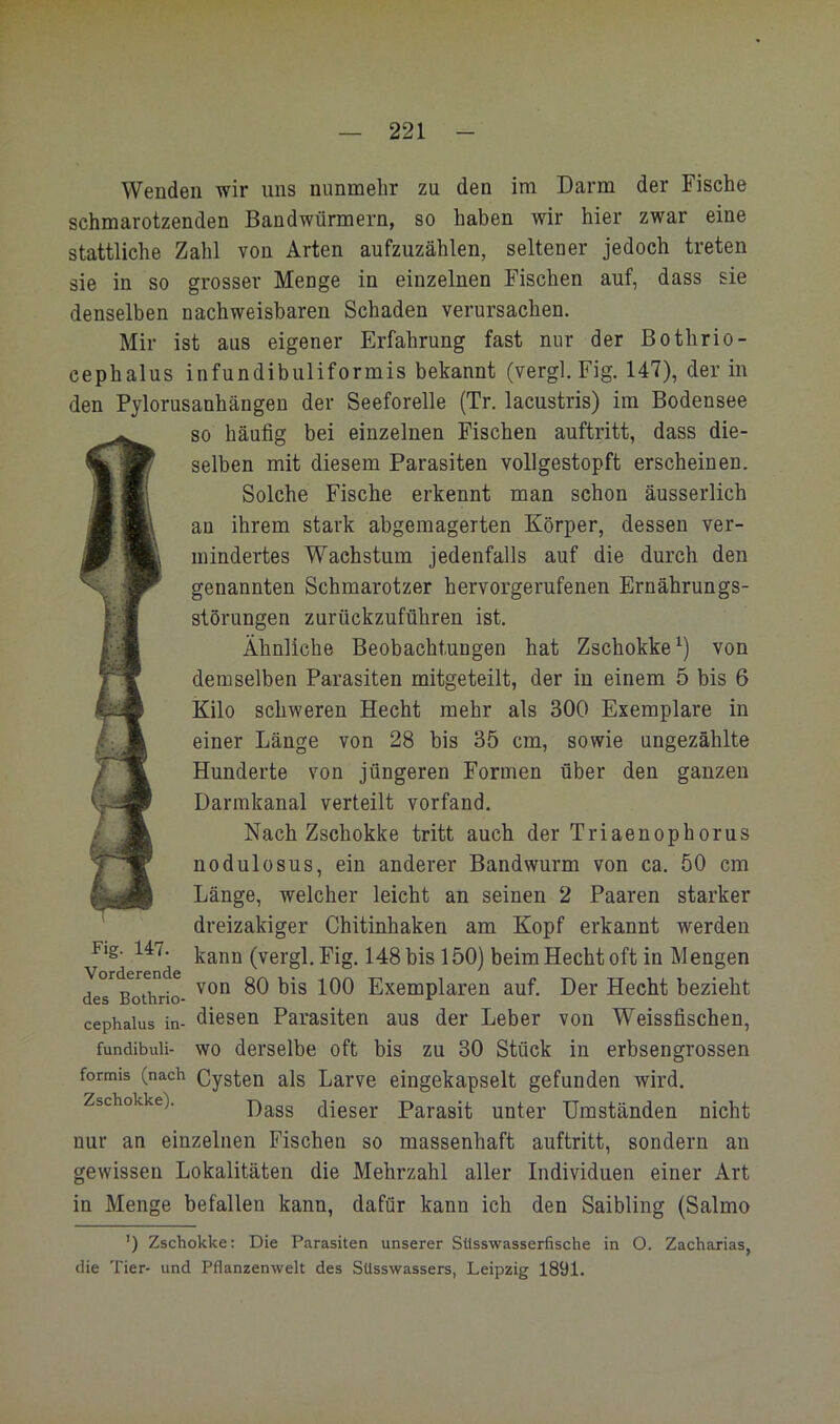 Wenden wir uns nunmehr zu den im Darm der Fische schmarotzenden Bandwürmern, so haben wir hier zwar eine stattliche Zahl von Arten aufzuzählen, seltener jedoch treten sie in so grosser Menge in einzelnen Fischen auf, dass sie denselben nachweisbaren Schaden verursachen. Mir ist aus eigener Erfahrung fast nur der Bothrio- cephalus infundibuliformis bekannt (vergl, Fig. 147), der in den Pylorusanhängen der Seeforelle (Tr. lacustris) im Bodensee so häufig bei einzelnen Fischen auftritt, dass die- selben mit diesem Parasiten vollgestopft erscheinen. Solche Fische erkennt man schon äusserlich an ihrem stark abgemagerten Körper, dessen ver- mindertes Wachstum jedenfalls auf die durch den genannten Schmarotzer hervorgerufenen Ernährungs- störungen zurückzuführen ist. Ähnliche Beobachtungen hat Zschokke^) von demselben Parasiten mitgeteilt, der in einem 5 bis 6 Kilo schweren Hecht mehr als 300 Exemplare in einer Länge von 28 bis 35 cm, sowie ungezählte Hunderte von jüngeren Formen über den ganzen Darmkanal verteilt vorfand. Nach Zschokke tritt auch der Triaenophorus nodulosus, ein anderer Bandwurm von ca. 50 cm Länge, welcher leicht an seinen 2 Paaren starker dreizakiger Chitinhaken am Kopf erkannt werden kann (vergl. Fig. 148 bis 150) beim Hecht oft in Mengen von 80 bis 100 Exemplaren auf. Der Hecht bezieht cephaius in- diesen Parasiten aus der Leber von Weissfischen, fundibuii- WO derselbe oft bis zu 30 Stück in erbsengrossen formis (nach Cygten als Larve eingekapselt gefunden wird. Zschokke). dieser Parasit unter Umständen nicht nur an einzelnen Fischen so massenhaft auftritt, sondern an gewissen Lokalitäten die Mehrzahl aller Individuen einer Art in Menge befallen kann, dafür kann ich den Saibling (Salmo ') Zschokke: Die Parasiten unserer SUsswasserfische in O. Zacharias, die Tier- und Pflanzenwelt des SUsswassers, Leipzig 1891. Fig. 147. Vorderende des Bothrio-