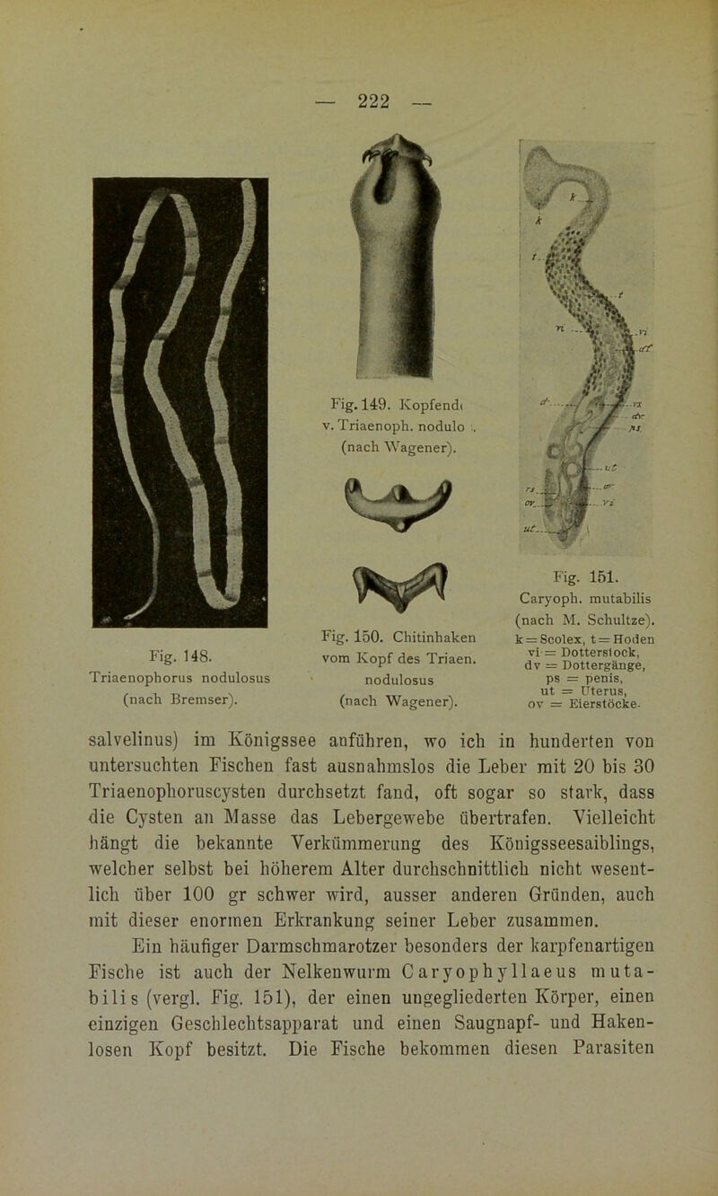 Fig. 148. Triaenophorus nodulosus (nach Bremser). Fig. 150. Chitinhaken vom Kopf des Triaen. nodulosus (nach Wagener). Fig. 151. Caryoph. mutabilis (nach M. Schultze). k = Scolex, t = Hoden vi =r Dotterslock, dv = Dottergänge, ps = penis, ut = Uterus, ov = Eierstöcke- Fig. 149. Köpfend» V. Triaenoph. nodulo .. (nach Wagener). salvelinus) im Königssee anführen, wo ich in hunderten von untersuchten Fischen fast ausnahmslos die Leber mit 20 bis 30 Triaenophoruscj^sten durchsetzt fand, oft sogar so stark, dass die Cysten an Masse das Lebergewebe übertrafen. Vielleicht hängt die bekannte Verkümmerung des Königsseesaiblings, welcher selbst bei höherem Alter durchschnittlich nicht wesent- lich über 100 gr schwer wird, ausser anderen Gründen, auch mit dieser enormen Erkrankung seiner Leber zusammen. Ein häufiger Darmschmarotzer besonders der karpfenartigen Fische ist auch der Nelken wurm Caryophyllaeus muta- bilis (vergl. Fig. 151), der einen ungegliederten Körper, einen einzigen Geschlechtsapparat und einen Saugnapf- und Haken- losen Kopf besitzt. Die Fische bekommen diesen Parasiten
