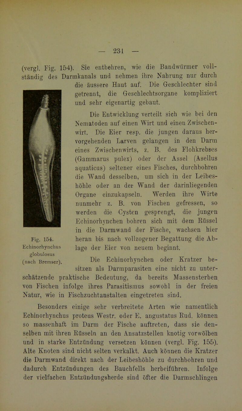(vergl. Fig. 154), Sie entbehren, wie die Bandwürmer voll- ständig des Dannkanals und nehmen ihre Nahrung nur durch die äussere Haut auf. Die Geschlechter sind getrennt, die Geschlechtsorgane kompliziert und sehr eigenartig gebaut. Die Entwicklung verteilt sich wie bei den Nematoden auf einen Wirt und einen Zwischen- wirt. Die Eier resp. die jungen daraus her- vorgehenden Larven gelangen in den Darm eines Zwischenwirts, z. B. des Flohkrebses (Gammarus pulex) oder der Assel (Asellus aquaticas) seltener eines Fisches, durchbohren die Wand desselben, um sich in der Leibes- höhle oder an der Wand der darinliegenden Organe einzukapseln. Werden ihre Wirte nunmehr z. B. von Fischen gefressen, so werden die Cysten gesprengt, die jungen Echinorhynchen bohren sich mit dem Kussel in die Darmwand der Fische, wachsen hier heran bis nach vollzogener Begattung die Ab- lage der Eier von neuem beginnt. Die Echinorhynchen oder Kratzer be- sitzen als Darrnparasiten eine nicht zu unter- schätzende praktische Bedeutung, da bereits Massensterben von Fischen infolge ihres Parasitismus sowohl in der freien Natur, wie in Fischzuchtanstalten eingetreten sind. Fig. 154. Echinorhynchus globulosus (nach Bremser), Besonders einige sehr verbreitete Arten wie namentlich Echinorhynchus proteus Westr. oder E. angustatus Eud. können so massenhaft im Darm der Fische auftreten, dass sie den- selben mit ihren Rüsseln an den Ansatzstellen knotig vorwölben und in starke Entzündung versetzen können (vergl. Fig. 155). Alte Knoten sind nicht selten verkalkt. Auch können die Kratzer die Darmwand direkt nach der Leibeshöhle zu durchbohren und dadurch Entzündungen des Bauchfells herbeiführen. Infolge der vielfachen Entzündungsherde sind öfter die Darmschlingen