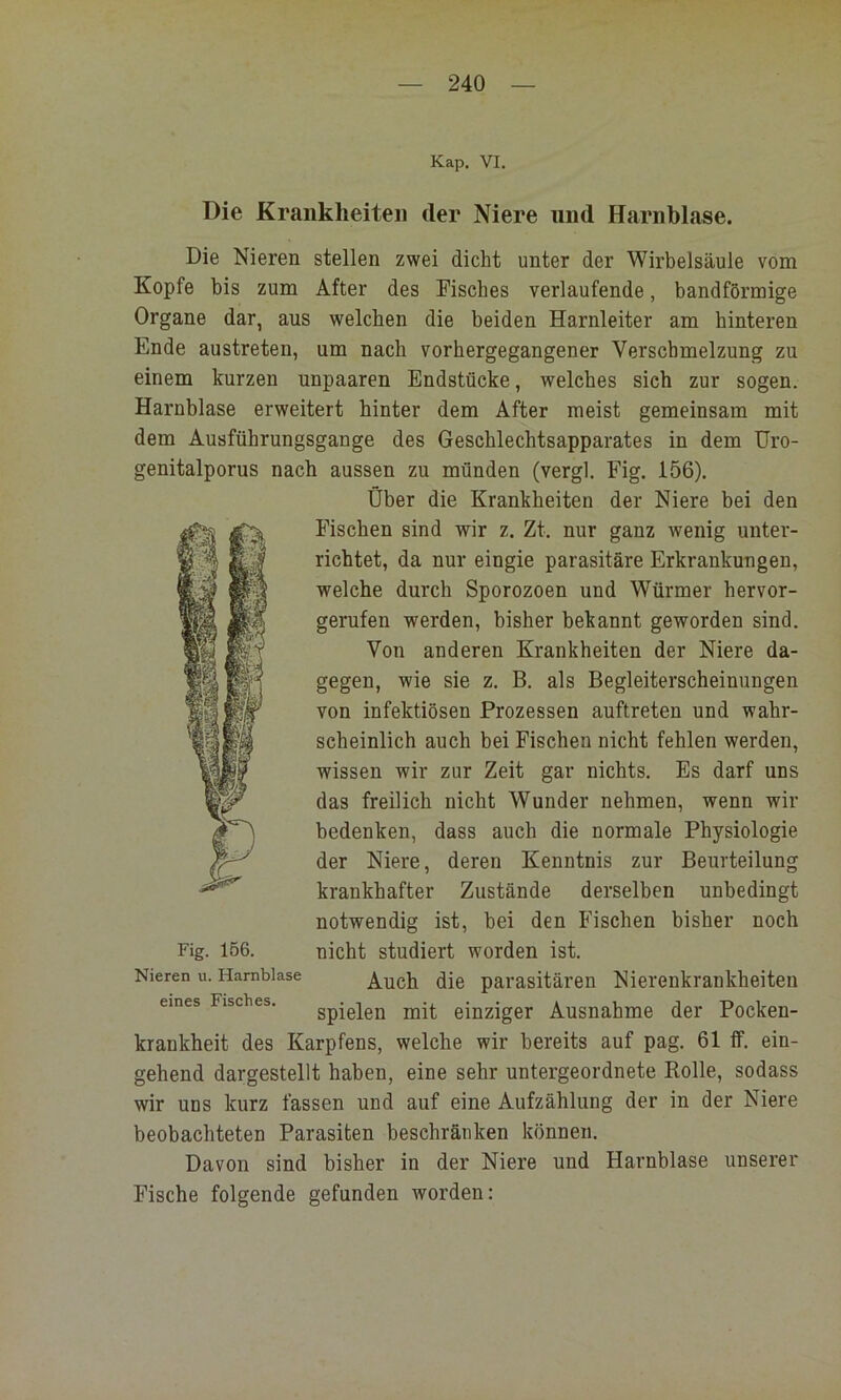 Kap. VI. Die Krankheiten der Niere und Harnblase. Die Nieren stellen zwei dicht unter der Wirbelsäule vom Kopfe bis zum After des Fisches verlaufende, bandförmige Organe dar, aus welchen die beiden Harnleiter am hinteren Ende austreten, um nach vorhergegangener Verschmelzung zu einem kurzen unpaaren Endstücke, welches sieh zur sogen. Harnblase erweitert hinter dem After meist gemeinsam mit dem Ausführungsgange des Gesehlechtsapparates in dem Uro- genitalporus nach aussen zu münden (vergl. Fig. 156). scheinlich auch bei Fischen nicht fehlen werden, wissen wir zur Zeit gar nichts. Es darf uns das freilich nicht Wunder nehmen, wenn wir bedenken, dass auch die normale Physiologie der Niere, deren Kenntnis zur Beurteilung krankhafter Zustände derselben unbedingt notwendig ist, bei den Fischen bisher noch krankheit des Karpfens, welche wir bereits auf pag. 61 ff. ein- gehend dargestellt haben, eine sehr untergeordnete Rolle, sodass wir uns kurz fassen und auf eine Aufzählung der in der Niere beobachteten Parasiten beschränken können. Davon sind bisher in der Niere und Harnblase unserer Fische folgende gefunden worden: Über die Krankheiten der Niere bei den Fischen sind wir z. Zt. nur ganz wenig unter- richtet, da nur eingie parasitäre Erkrankungen, welche durch Sporozoen und Würmer hervor- gerufen werden, bisher bekannt geworden sind. Von anderen Krankheiten der Niere da- gegen, wie sie z. B. als Begleiterscheinungen von infektiösen Prozessen auftreten und wahr- Fig. 156. nicht studiert worden ist. ;n u. Harnblase Auch die parasitären Nierenkrankheiten nes Fisches. gpielen mit einziger Ausnahme der Pocken-
