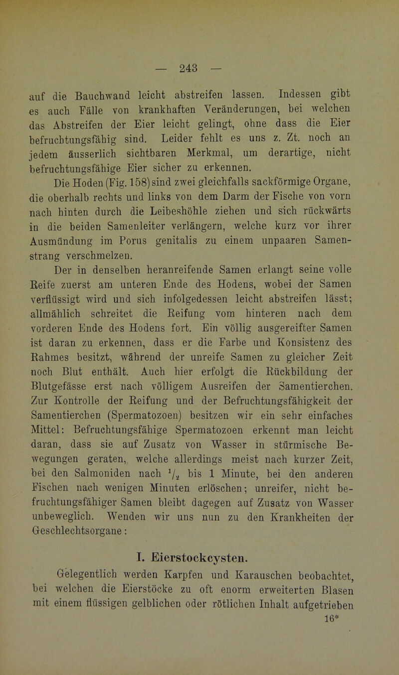auf die Bauchwand leicht abstreifen lassen. Indessen gibt es auch Fälle von krankhaften Veränderungen, bei welchen das Abstreifen der Eier leicht gelingt, ohne dass die Eier befruchtimgsfähig sind. Leider fehlt es uns z. Zt. noch an jedem äusserlich sichtbaren Merkmal, um derartige, nicht befruchtungsfähige Eier sicher zu erkennen. Die Hoden (Fig. 158) sind zwei gleichfalls sackförmige Organe, die oberhalb rechts und links von dem Darm der Fische von vorn nach hinten durch die Leibeshöhle ziehen und sich rückwärts in die beiden Samenleiter verlängern, welche kurz vor ihrer Ausmündung im Porus genitalis zu einem unpaaren Samen- strang verschmelzen. Der in denselben heranreifende Samen erlangt seine volle Keife zuerst am unteren Ende des Hodens, wobei der Samen verflüssigt wird und sich infolgedessen leicht abstreifen lässt; allmählich schreitet die Reifung vom hinteren nach dem vorderen Ende des Hodens fort. Ein völlig ausgereifter Samen ist daran zu erkennen, dass er die Farbe und Konsistenz des Rahmes besitzt, während der unreife Samen zu gleicher Zeit noch Blut enthält. Auch hier erfolgt die Rückbildung der Blutgefässe erst nach völligem Ausreifen der Samentierchen. Zur Kontrolle der Reifung und der Befruchtungsfähigkeit der Samentierchen (Spermatozoen) besitzen wir ein sehr einfaches Mittel; Befruchtungsfähige Spermatozoen erkennt man leicht daran, dass sie auf Zusatz von Wasser in stürmische Be- wegungen geraten, welche allerdings meist nach kurzer Zeit, bei den Salmoniden nach V2 bis 1 Minute, bei den anderen Fischen nach wenigen Minuten erlöschen; unreifer, nicht be- fruchtungsfähiger Samen bleibt dagegen auf Zusatz von Wasser unbeweglich. Wenden wir uns nun zu den Krankheiten der Geschlechtsorgane; I. Eierstockcysten. Gelegentlich werden Karpfen und Karauschen beobachtet, bei welchen die Eierstöcke zu oft enorm erweiterten Blasen mit einem flüssigen gelblichen oder rötlichen Inhalt aufgetrieben 16*