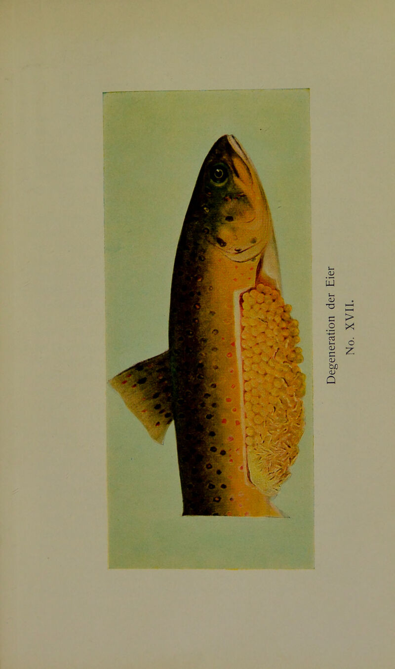 r Degeneration der Eier No. XVII.