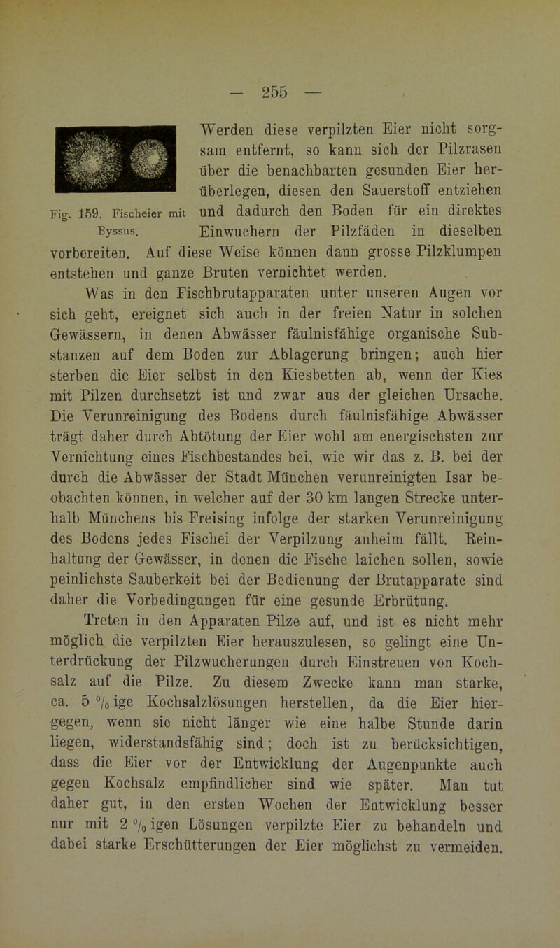 Werden diese verpilzten Eier nicht sorg- sam entfernt, so kann sich der Pilzrasen über die benachbarten gesunden Eier her- überlegen, diesen den Sauerstoff entziehen Fig. 159. Fischeier mit und dadurch den Boden für ein direktes Byssus. Einwuchern der Pilzfäden in dieselben vorbereiten. Auf diese Weise können dann grosse Pilzklumpen entstehen und ganze Bruten vernichtet werden. Was in den Fischhrutapparaten unter unseren Augen vor sieh geht, ereignet sich auch in der freien Natur in solchen Gewässern, in denen Abwässer fäulnisfähige organische Sub- stanzen auf dem Boden zur Ablagerung bringen; auch hier sterben die Eier selbst in den Kiesbetten ab, wenn der Kies mit Pilzen durchsetzt ist und zwar aus der gleichen Ursache. Die Verunreinigung des Bodens durch fäulnisfähige Abwässer trägt daher durch Abtötung der Eier wohl am energischsten zur Vernichtung eines Fischbestandes bei, wie wir das z. B. bei der durch die Abwässer der Stadt München verunreinigten Isar be- obachten können, in welcher auf der 30 km langen Strecke unter- halb Münchens bis Freising infolge der starken Verunreinigung des Bodens jedes Fischei der Verpilzung anheim fällt. Rein- haltung der Gewässer, in denen die Fische laichen sollen, sowie peinlichste Sauberkeit bei der Bedienung der Brutapparate sind daher die Vorbedingungen für eine gesunde Erbrütung. Treten in den Apparaten Pilze auf, und ist es nicht mehr möglich die verpilzten Eier herauszulesen, so gelingt eine Un- terdrückung der Pilzwucherungen durch Einstreuen von Koch- salz auf die Pilze. Zu diesem Zwecke kann man starke, ca. 5 ®/o ige Kochsalzlösungen herstellen, da die Eier hier- gegen, wenn sie nicht länger wie eine halbe Stunde darin liegen, widerstandsfähig sind; doch ist zu berücksichtigen, dass die Eier vor der Entwicklung der Augenpunkte auch gegen Kochsalz empfindlicher sind wie später. Man tut daher gut, in den ersten Wochen der Entwicklung besser nur mit 2 ®/o igen Lösungen verpilzte Eier zu behandeln und dabei starke Erschütterungen der Eier möglichst zu vermeiden.