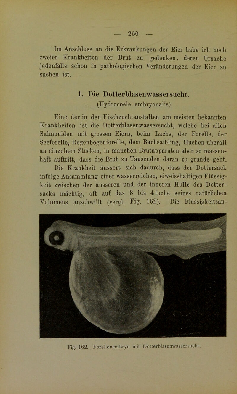 Im Anschluss an die Erkrankungen der Eier habe ich noch zweier Krankheiten der Brut zu gedenken, deren Ursache jedenfalls schon in pathologischen Veränderungen der Eier zu suchen ist. 1. Die Dotterblaseiiwassersucht. (Hydrocoele embryonalis) Eine der in den Fischzuchtanstalten am meisten bekannten Krankheiten ist die Dotterblasenwassersucht, welche bei allen Salmoniden mit grossen Eiern, beim Lachs, der Forelle, der Seeforelle, Kegenbogenforelle, dem Bachsaibling, Huchen überall an einzelnen Stücken, in manchen Brutapparaten aber so massen- haft auftritt, dass die Brut zu Tausenden daran zu gründe geht. Die Krankheit äussert sich dadurch, dass der Dottersack infolge Ansammlung einer wasserreichen, eiweisshaltigen Flüssig- keit zwischen der äusseren und der inneren Hülle des Dotter- sacks mächtig, oft auf das 3 bis 4 fache seines natürlichen Volumens anschwillt (vergl, Fig. 162). Die Flüssigkeitsan- Fig. 162. Forellenembryo mit Dotterblasenwassersucht.