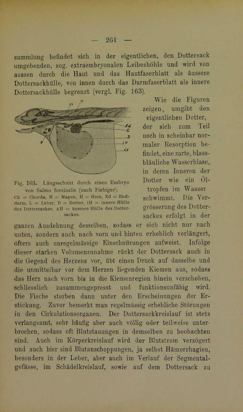 2Gl saiDinlung bofindet sich in der eigentlichen, den Dottersack umgebenden, sog. extraembryonalen Leibeshöhle nnd wird von aussen durch die Haut und das Hautfaserhlatt als äussere Dottersackhülle, von innen durch das Darmfaserblatt als innere Dottersackhülle begrenzt (vergl. Fig. 163). Wie die Figuren zeigen, umgibt den eigentlichen Dotter, der sieh zum Teil noch in scheinbar nor- maler Eesorption be- findet, eine zarte, blass- bläuliche Wasserblase, in deren Inneren der Dotter wie ein Öl- tropfen im Wasser schwimmt. Die Ver- grösserung des Dotter- sackes erfolgt in der ganzen Ausdehnung desselben, sodass er sich nicht nur nach unten, sondern auch nach vorn und hinten erheblich verlängert, öfters auch unregelmässige Einschnürungen aufweist. Infolge dieser starken Volumenzunahme rückt der Dottersack auch in die Gegend des Herzens vor, übt einen Druck auf dasselbe und die unmittelbar vor dem Herzen liegenden Kiemen aus, sodass das Herz nach vorn bis in die Kiemenregion hinein verschoben, schliesslich zusammengepresst und funktionsunfähig wird. Die Fische sterben dann unter den Erscheinungen der Er- stickung. Zuvor bemerkt man regelmässig erhebliche Störungen in den Cirkulationsorganen. Der Dottersackkreislauf ist stets verlangsamt, sehr häufig aber auch völlig oder teilweise unter- brochen, sodass oft Blutstauungen in demselben zu beobachten sind. Auch im Körperkreislauf wird der Blutstrom verzögert und auch hier sind Blutanschoppungen, ja selbst Hämorrhagien, besonders in der Leber, aber auch im Verlauf der Segmental- gefässe, im Schädelkreislauf, sowie auf dem Dottersack zu Fig. 163. Längsschnitt durch einen Embryo von Salmo fontinalis (nach Fiebiger). Ch = Chorda, M = Magen, H = Herz, Kd = End- dnrm, L = Leber, D = Dotter, iH = innere Hülle des Dottersackes, AH = äussere Hülle des Dotter- sackes.