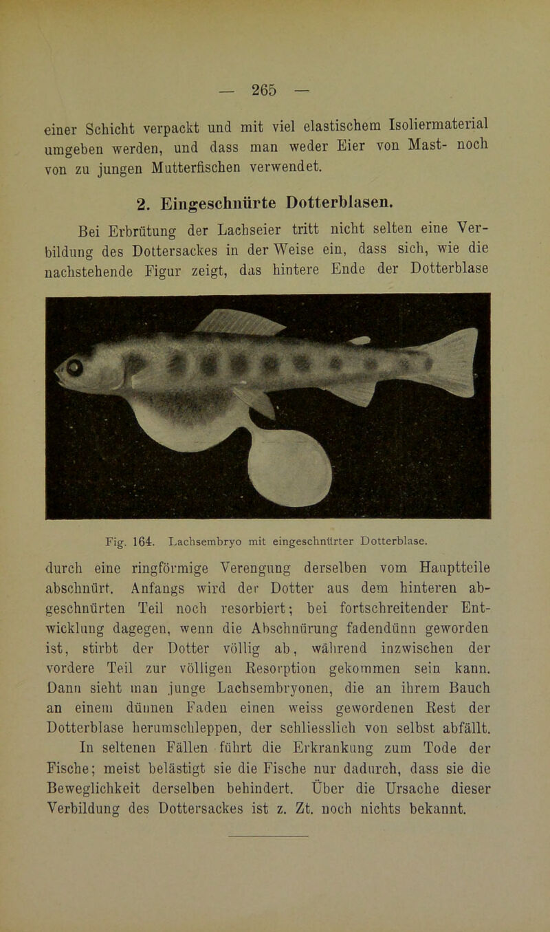 einer Schicht verpackt und mit viel elastischem Isoliermaterial umgeben werden, und dass man weder Eier von Mast- noch von zu jungen Mutterfischen verwendet. 2. Eiiigeschiiürte Dotterblasen. Bei Erbrütung der Lachseier tritt nicht selten eine Ver- bildung des Dottersackes in der Weise ein, dass sich, wie die nachstehende Figur zeigt, das hintere Ende der Dotterblase Fig. 164. Lachsembryo mit eingeschnUrter Dotterblase. durch eine ringförmige Verengung derselben vom Hauptteile abschnürt. Anfangs wird der Dotter aus dem hinteren ab- geschnürten Teil noch resorbiert; bei fortschreitender Ent- wicklung dagegen, wenn die Abschnürung fadendünn geworden ist, stirbt der Dotter völlig ab, während inzwischen der vordere Teil zur völligen Resorption gekommen sein kann. Dann sieht man junge Lachsembryonen, die an ihrem Bauch an einem dünnen Faden einen weiss gewordenen Rest der Dotterblase heruraschleppen, der schliesslich von selbst abfällt. In seltenen Fällen führt die Erkrankung zum Tode der Fische; meist belästigt sie die Fische nur dadurch, dass sie die Beweglichkeit derselben behindert. Über die Ursache dieser Verbildung des Dottersackes ist z. Zt. noch nichts bekannt.