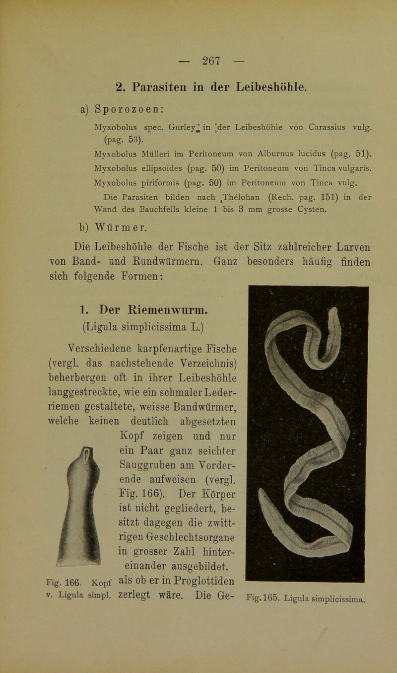 2. Parasiten in der Leibeshöhle. a) Sporozoen: Myxobolus spec. Gurley^ in |der Leibeshöhle von Carassius vulg. (pag. 53). Myxobolus Müllen im Peritoneum von Alburnus lucidus (pag. 51). Myxobolus ellipsoides (pag. 50) im Peritoneum von Tinea vulgaris. Myxobolus piriformis (pag, 50) im Peritoneum von Tinea vulg. Die Parasiten bilden naeh ^Thelohan (Reeh. pag. 151) in der Wand des Bauehfells kleine 1 bis 3 mm grosse Cysten. b) Würmer. Die Leibeshöhle der Fische ist der Sitz zahlreicher Larven von Band- und KnndWürmern. Ganz besonders häufig finden sich folgende Formen: 1. Der Riemenwurm. (Ligula simplicissima L.) Verschiedene karpfenartige Fische (vergl. das nachstehende Verzeichnis) beherbergen oft in ihrer Leibeshöhle langgestreckte, wie ein schmaler Leder- riemen gestaltete, weisse Bandwürmer, welche keinen deutlich abgesetzten Kopf zeigen und nur ein Paar ganz seichter Sauggruben am Vorder- ende aufweisen (vergi. Fig. 166). Der Körper ist nicht gegliedert, be- sitzt dagegen die zwitt- rigen Geschlechtsorgane in grosser Zahl hinter- einander ausgebildet, Fig. 166. Kopf ob er in Proglottiden V. Ligula Simpl, zerlegt wäre. Die Ge- Fig. 165. Ligula simplicissima.