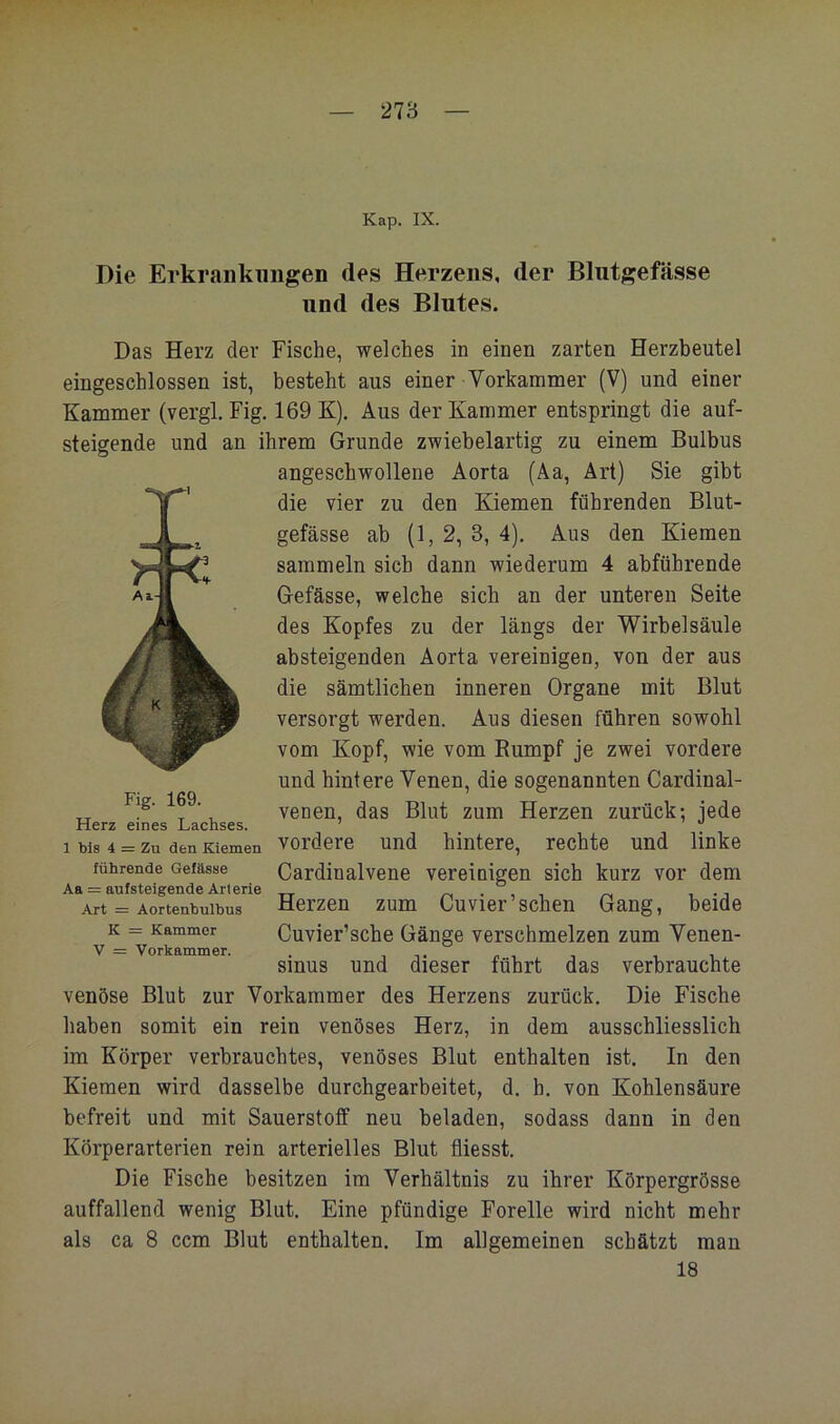 Kap. IX. Die Erkrankungen des Herzens, der Blutgefässe und des Blutes. Das Herz dev Fische, welches in einen zarten Herzbeutel eingeschlossen ist, besteht aus einer Vorkammer (V) und einer Kammer (vergl. Fig. 169 K). Aus der Kammer entspringt die auf- steigende und an ihrem Grunde zwiebelartig zu einem Bulbus angeschwollene Aorta (Aa, Art) Sie gibt die vier zu den Kiemen führenden Blut- gefässe ab (1, 2, 3, 4). Aus den Kiemen sammeln sich dann wiederum 4 abführende Gefässe, welche sich an der unteren Seite des Kopfes zu der längs der Wirbelsäule absteigenden Aorta vereinigen, von der aus die sämtlichen inneren Organe mit Blut versorgt werden. Aus diesen führen sowohl vom Kopf, wie vom Rumpf je zwei vordere und hintere Venen, die sogenannten Cardinal- venen, das Blut zum Herzen zurück; jede vordere und hintere, rechte und linke Cardinalvene vereinigen sich kurz vor dem Herzen zum Cuvier’sehen Gang, beide Cuvier’sche Gänge verschmelzen zum Venen- sinus und dieser führt das verbrauchte venöse Blut zur Vorkammer des Herzens zurück. Die Fische haben somit ein rein venöses Herz, in dem ausschliesslich im Körper verbrauchtes, venöses Blut enthalten ist. In den Kiemen wird dasselbe durchgearbeitet, d. h. von Kohlensäure befreit und mit Sauerstotf neu beladen, sodass dann in den Körperarterien rein arterielles Blut fliesst. Die Fische besitzen im Verhältnis zu ihrer Körpergrösse auffallend wenig Blut. Eine pfündige Forelle wird nicht mehr als ca 8 ccm Blut enthalten. Im allgemeinen schätzt mau 18 Fig. 169. Herz eines Lachses. 1 bis 4 = Zu den Kiemen führende Gefässe Aa = aufsteigende Arterie Art = Aortenbulbus K = Kammer V = Vorkammer.