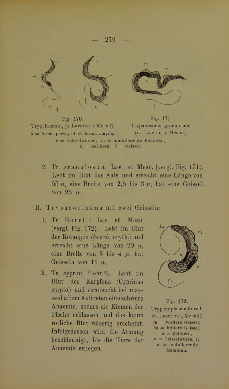 Fig. 170. Tryp.Remaki, (n. Laveran u. Mesnil). 3 = forma parva, 4 = forma magna, c = Geisselwurzel, m = undnlierende Membran n = Zellkern, f = Geisaei. Fig. 171. Trypanosoma granulosum (n. Laveran u. Mesnil). 2. Tr, gran ulosum Lav, et Mesn. (verg]. Fig, 171). Lebt im Blut des Aals und erreicht eine Länge von 55 jit, eine Breite von 2,5 bis 3 fj., hat eine Geissei von 25 ju. II. Trypanoplasma mit zwei Geissein: 1. Tr. Borelli Lav. et. Mesn. (vergl. Fig. 172). Lebt im Blut der Eotaugen (Scard. erytb.) und erreicht eine Länge von 20 f.i, eine Breite von 3 bis 4 hat Geissein von 15 f.i. 2. Tr. cyprini Plehn^X Lebt im Blut des Karpfens (Cyprinus carpio) und verursacht bei mas- senhaftem Auftreten eine schwere Anaemie, sodass die Kiemen der Fische erblassen und das kaum rötliche Blut wässrig erscheint. Infolgedessen wird die Atmung beschleunigt, bis die Tiere der Anaemie erliegen. Fig. 172. Trypanoplasma Borelli (n. Laveran u. Mesnil). fa = vordere Geissei, fp = hintere Gt issel, n = Zellkern, c = Geisselwurzel (?) m — undulierende Membran.