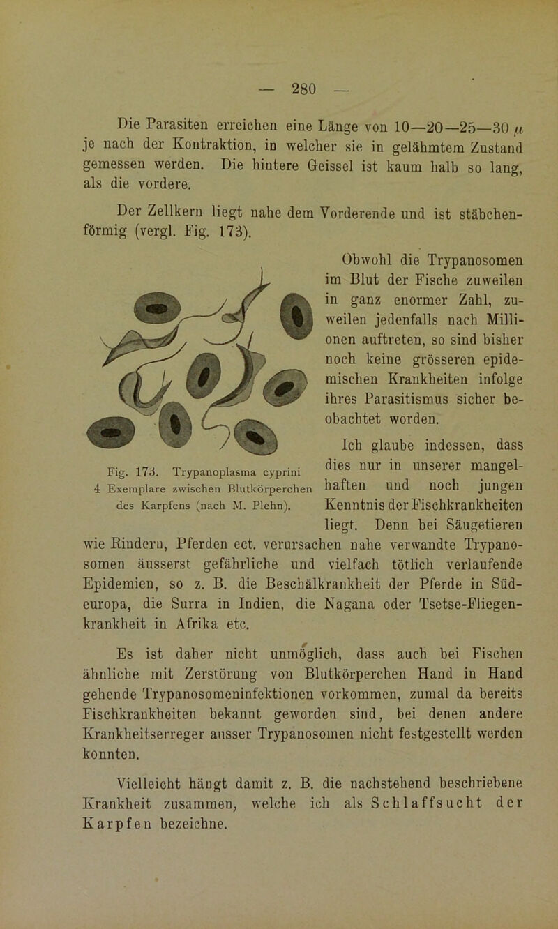 Die Parasiten erreichen eine Länge von 10—20—25—30 f.i je nach der Kontraktion, in welcher sie in gelähmtem Zustand gemessen werden. Die hintere Geissei ist kaum halb so lang, als die vordere. Der Zellkern liegt nahe dem Vorderende und ist stäbchen- förmig (vergl. Fig. 173). Obwohl die Trypanosomen im Blut der Fische zuweilen in ganz enormer Zahl, zu- weilen jedenfalls nach Milli- onen auftreten, so sind bisher noch keine grösseren epide- mischen Krankheiten infolge ihres Parasitismus sicher be- obachtet worden. Ich glaube indessen, dass dies nur in unserer mangel- haften und noch jungen Kenntnis der Fischkrankheiten liegt. Denn bei Säugetieren wie Kindern, Pferden ect. verursachen nahe verwandte Trypano- somen äusserst gefährliche und vielfach tötlich verlaufende Epidemien, so z. B. die Beschälkrankheit der Pferde in Sfld- europa, die Surra in Indien, die Nagana oder Tsetse-Fliegen- krankheit in Afrika etc. Es ist daher nicht unmöglich, dass auch bei Fischen ähnliche mit Zerstörung von Blutkörperchen Hand in Hand gehende Trypanosomeninfektionen Vorkommen, zumal da bereits Fischkrankheiten bekannt geworden sind, bei denen andere Krankheitserreger ausser Trypanosomen nicht festgestellt werden konnten. Vielleicht hängt damit z. B. die nachstehend beschriebene Krankheit zusammen, welche ich als Schlaffsiicht der Karpfen bezeichne. Fig. 17d. Trypanoplasma cyprini 4 Exemplare zwischen Blutkörperchen des Karpfens (nach M. Plehn).