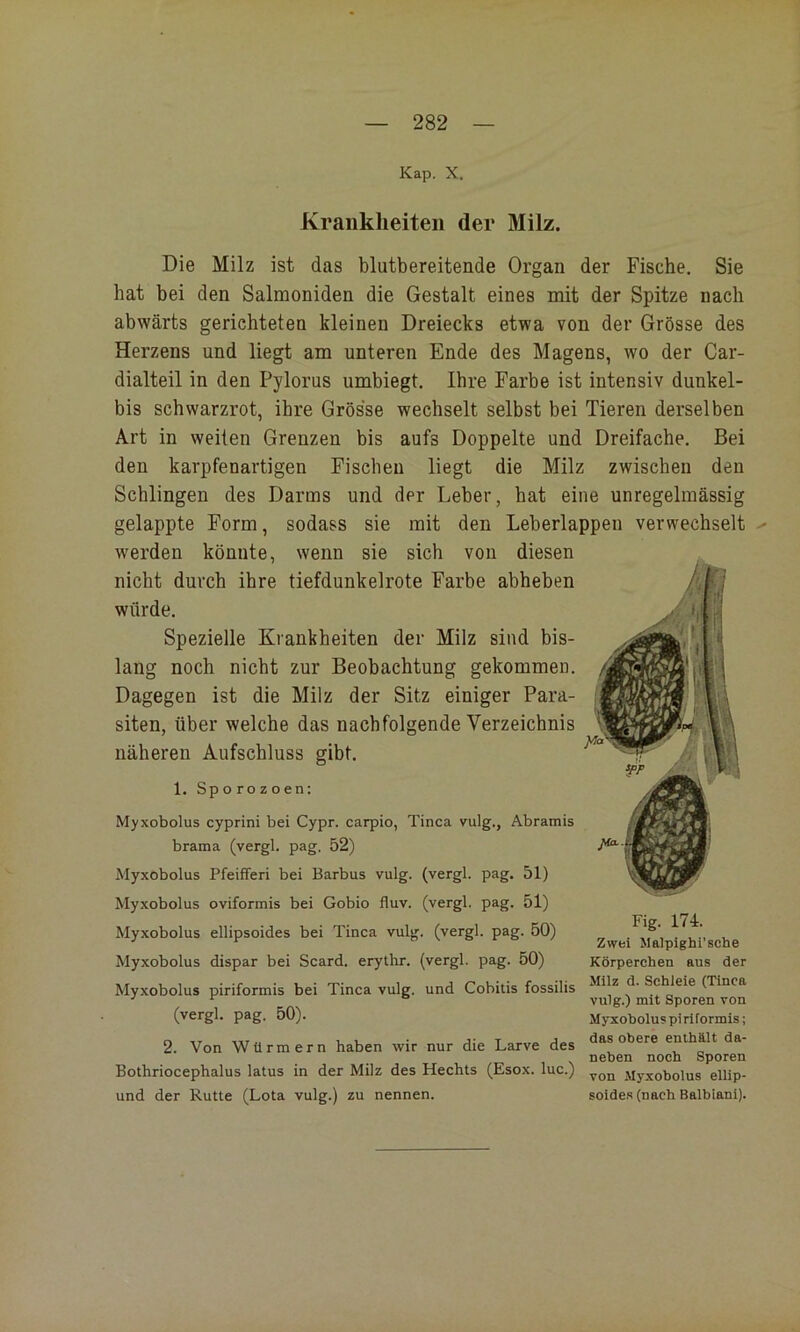 Kap. X. Kraiiklieiten der Milz. Die Milz ist das blutbereitende Organ der Fische, Sie hat bei den Salmoniden die Gestalt eines mit der Spitze nach abwärts gerichteten kleinen Dreiecks etwa von der Grösse des Herzens und liegt am unteren Ende des Magens, wo der Car- dialteil in den Pylorus umbiegt. Ihre Farbe ist intensiv dunkel- bis schwarzrot, ihre Grösse wechselt selbst bei Tieren derselben Art in weiten Grenzen bis aufs Doppelte und Dreifache. Bei den karpfenartigen Fischen liegt die Milz zwischen den Schlingen des Darms und der Leber, hat eine unregelmässig gelappte Form, sodass sie mit den Leberlappen verwechselt werden könnte, wenn sie sich von diesen nicht durch ihre tiefdunkelrote Farbe abheben würde. Spezielle Krankheiten der Milz sind bis- lang noch nicht zur Beobachtung gekommen. Dagegen ist die Milz der Sitz einiger Para- siten, über welche das nachfolgende Verzeichnis näheren Aufschluss gibt. 1. Sp o ro z oen: Myxobolus cyprini bei Cypr. carpio, Tinea vulg., Abramis brama (vergl. pag. 52) Myxobolus Pfeifferi bei Barbus vulg. (vergl. pag. 51) Myxobolus oviformis bei Gobio fluv. (vergl. pag. 51) Myxobolus ellipsoides bei Tinea vulg. (vergl. pag. 50) Myxobolus dispar bei Seard. erythr. (vergl. pag. 50) Myxobolus piriformis bei Tinea vulg. und Cobitis fossilis (vergl. pag. 50). 2. Von Würmern haben wir nur die Larve des Bothrioeephalus latus in der Milz des Heehts (Esox. lue.) und der Rutte (Lota vulg.) zu nennen. Fig. 174. Zwei Malpighi’sehe Körperchen aus der Milz d. Schleie (Tinea vulg.) mit Sporen von Myxoholuspiriformis; das obere enthält da- neben noch Sporen von Myxobolus ellip- soides (nach Balbiani).