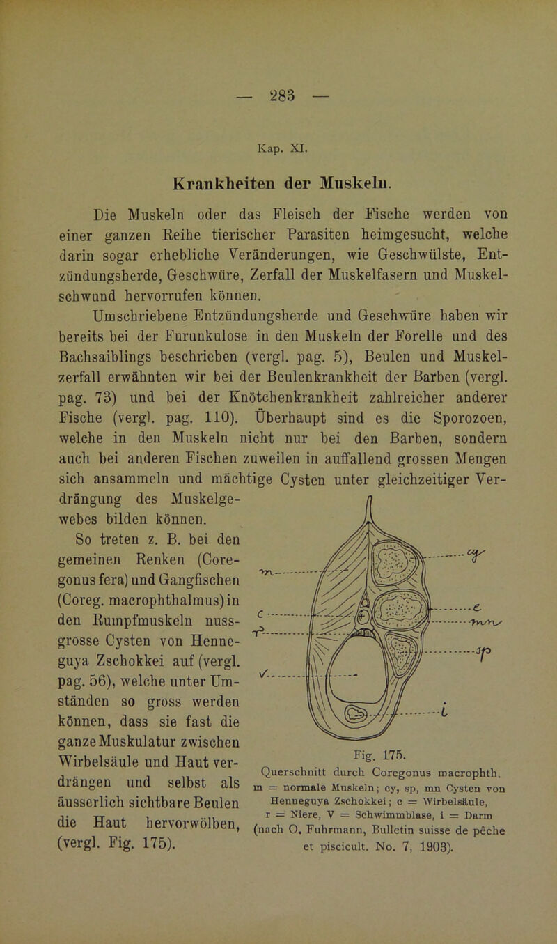 Kap. XI. Krankheiten der Muskeln. Die Muskeln oder das Fleisch der Fische werden von einer ganzen Eeihe tierischer Parasiten heimgesucht, welche darin sogar erhebliche Veränderungen, wie Geschwülste, Ent- zündungsherde, Geschwüre, Zerfall der Muskelfasern und Muskel- schwund hervorrufen können. Umschriebene Entzündungsherde und Geschwüre haben wir bereits bei der Furunkulose in den Muskeln der Forelle und des Bachsaiblings beschrieben (vergl. pag. 5), Beulen und Muskel- zerfall erwähnten wir bei der Beulenkrankheit der Barben (vergl. pag. 73) und bei der Knötchenkrankheit zahlreicher anderer Fische (vergl. pag. 110). Überhaupt sind es die Sporozoen, welche in den Muskeln nicht nur bei den Barben, sondern auch bei anderen Fischen zuweilen in auffallend grossen Mengen sich ansammeln und mächtige Cysten unter gleichzeitiger Ver- drängung des Muskelge- webes bilden können. So treten z. B. bei den gemeinen Renken (Core- gonus fera) und Gangfischen (Coreg. macrophthalmus)in den Rumpfmuskeln nuss- grosse Cysten von Henne- guya Zschokkei auf (vergl. pag. 56), welche unter Um- ständen so gross werden können, dass sie fast die ganze Muskulatur zwischen Wirbelsäule und Haut ver- drängen und selbst als äusserlich sichtbare Beulen die Haut hervorwölben, (vergl. Fig. 175). Querschnitt durch Coregonus macrophth. m = normale Muskeln; cy, sp, mn Cysten von Henueguya Zschokkei; c = Wirbelsäule, r — Niere, V = Schwimmblase, i — Darm (nach O, Fuhrmann, Bulletin suisse de peche et piscicult. No. 7, 1903).