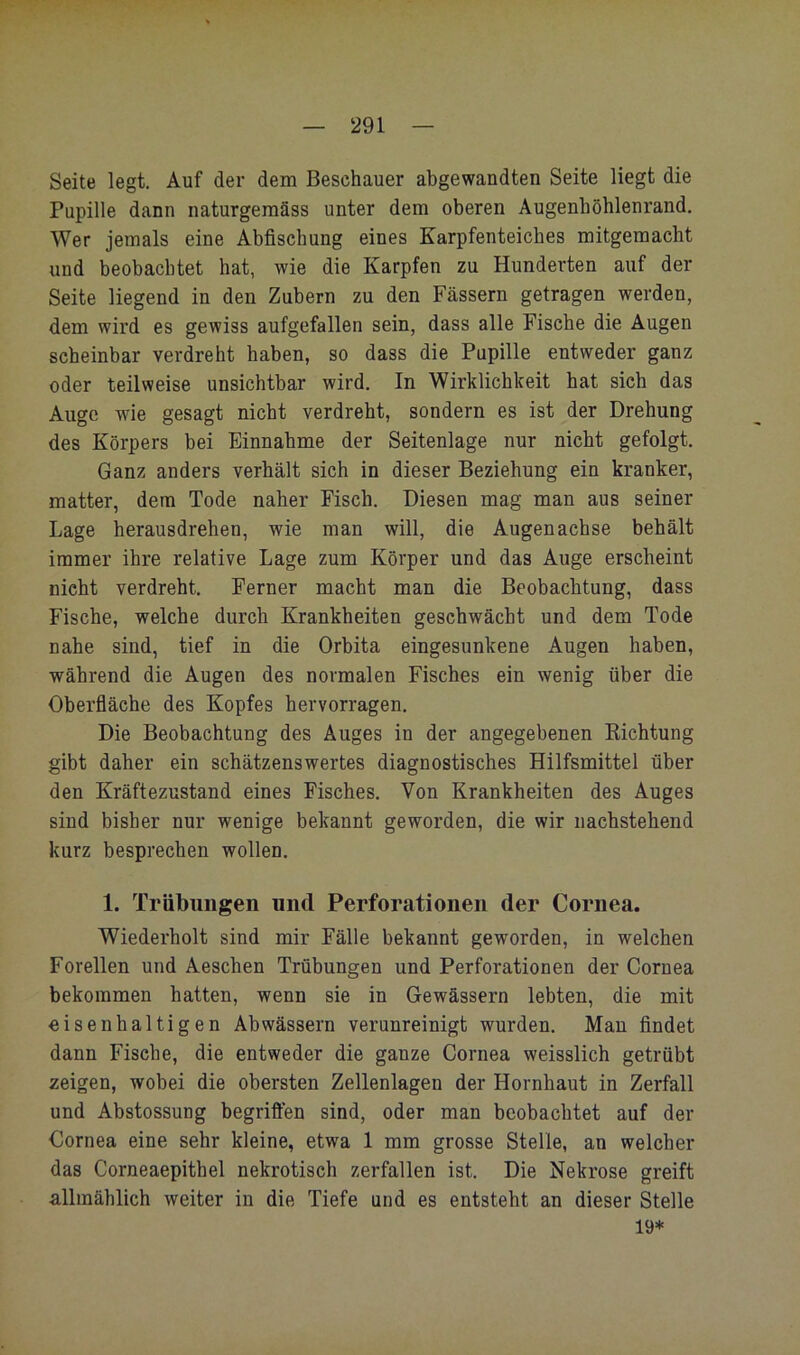Seite legt. Auf der dem Beschauer abgewandten Seite liegt die Pupille dann naturgemäss unter dem oberen Augenböhlenrand. Wer jemals eine Abfischung eines Karpfenteiches mitgemacht und beobachtet hat, wie die Karpfen zu Hunderten auf der Seite liegend in den Zubern zu den Fässern getragen werden, dem wird es gewiss aufgefallen sein, dass alle Fische die Augen scheinbar verdreht haben, so dass die Pupille entweder ganz oder teilweise unsichtbar wird. In Wirklichkeit hat sieh das Auge wie gesagt nicht verdreht, sondern es ist der Drehung des Körpers bei Einnahme der Seitenlage nur nicht gefolgt. Ganz anders verhält sich in dieser Beziehung ein kranker, matter, dem Tode naher Fisch. Diesen mag man aus seiner Lage herausdrehen, wie man will, die Augenachse behält immer ihre relative Lage zum Körper und das Auge erscheint nicht verdreht. Ferner macht man die Beobachtung, dass Fische, welche durch Krankheiten geschwächt und dem Tode nahe sind, tief in die Orbita eingesunkene Augen haben, während die Augen des normalen Fisches ein wenig über die Oberfläche des Kopfes hervorragen. Die Beobachtung des Auges in der angegebenen Kichtung gibt daher ein schätzenswertes diagnostisches Hilfsmittel über den Kräftezustand eines Fisches. Von Krankheiten des Auges sind bisher nur wenige bekannt geworden, die wir nachstehend kurz besprechen wollen. 1. Trübungen und Perforationen der Cornea. Wiederholt sind mir Fälle bekannt geworden, in welchen Forellen und Aeschen Trübungen und Perforationen der Cornea bekommen hatten, wenn sie in Gewässern lebten, die mit eisenhaltigen Abwässern verunreinigt wurden. Mau findet dann Fische, die entweder die ganze Cornea weisslich getrübt zeigen, wobei die obersten Zellenlagen der Hornhaut in Zerfall und Abstossung begriften sind, oder man beobachtet auf der Cornea eine sehr kleine, etwa 1 mm grosse Stelle, an welcher das Corneaepithel nekrotisch zerfallen ist. Die Nekrose greift allmählich weiter in die Tiefe und es entsteht an dieser Stelle 19*