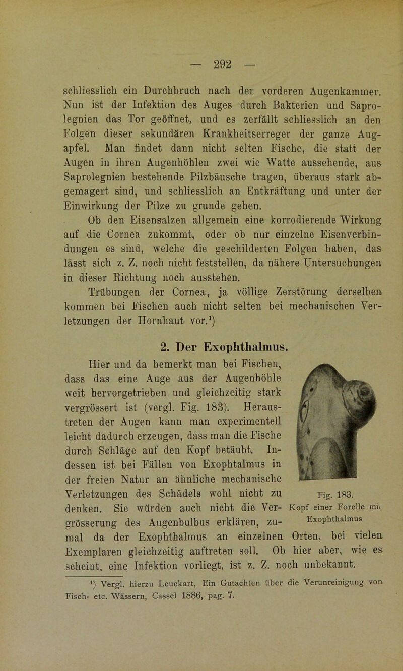 schliesslich ein Durchbruch nach der vorderen Augenkammer. Nun ist der Infektion des Auges durch Bakterien und Sapro- legnien das Tor geöffnet, und es zerfällt schliesslich an den Folgen dieser sekundären Krankheitserreger der ganze Aug- apfel. Man findet dann nicht selten Fische, die statt der Augen in ihren Augenhöhlen zwei wie Watte aussehende, aus Saprolegnien bestehende Pilzbäusche tragen, überaus stark ab- gemagert sind, und schliesslich an Entkräftung und unter der Einwirkung der Pilze zu gründe gehen. Ob den Eisensalzen allgemein eine korrodierende Wirkung auf die Cornea zukommt, oder ob nur einzelne Eisenverbin- duugen es sind, welche die geschilderten Folgen haben, das lässt sich z. Z. noch nicht feststellen, da nähere Untersuchungen in dieser Richtung noch ausstehen. Trübungen der Cornea, ja völlige Zerstörung derselben kommen bei Fischen auch nicht selten bei mechanischen Ver- letzungen der Hornhaut vor.') 2. Der Exophthalmus. Hier und da bemerkt man bei Fischen, dass das eine Auge aus der Augenhöhle weit hervorgetrieben und gleichzeitig stark vergrössert ist (vergl. Fig. 183). Heraus- treten der Augen kann man experimentell leicht dadurch erzeugen, dass man die Fische durch Schläge auf den Kopf betäubt. In- dessen ist bei Fällen von Exophtalmus in der freien Natur an ähnliche mechanische Verletzungen des Schädels wohl nicht zu denken. Sie würden auch nicht die Ver- Kopf einer Forelle mi\. grösserung des Augenbulbus erklären, zu- Exophthalmus mal da der Exophthalmus an einzelnen Orten, bei vielen. Exemplaren gleichzeitig auftreten soll. Ob hier aber, wie es scheint, eine Infektion vorliegt, ist z. Z. noch unbekannt. 1) Vergl. hierzu Leuckart, Ein Gutachten über die Verunreinigung von. Fisch- etc. Wässern, Cassel 1886, pag. 7. Fig. 183.