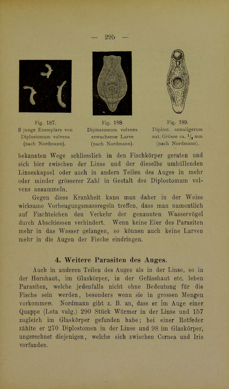 3 junge Exemplare von Diplostomum volvens (nach Nordmann). Fig. 187. Diplostomum volvens erwachsene Larve (nach Nordmann). Fig. 188. Fig. 189. Diplost, annuligerum nat. Grösse ca. ^/j mm (nach Nordmann). bekannten Wege schliesslich in den Fischkörper geraten und sich hier zwischen der Linse und der dieselbe umhüllenden Linsenkapsel oder auch in andern Teilen des Auges in mehr oder minder grösserer Zahl in Gestalt des Diplostomum vol- vens ansammeln. Gegen diese Krankheit kann man daher in der Weise wirksame Vorbeugungsmassregeln treifen, dass man namentlich auf Fischteichen den Verkehr der genannten Wasservögel durch Abschiessen verhindert. Wenn keine Eier des Parasiten mehr in das Wasser gelangen, so können auch keine Larven mehr in die Augen der Fische eindringen. Auch in anderen Teilen des Auges als in der Linse, so in der Hornhaut, im Glaskörper, in der Gefässhaut etc. leben Parasiten, welche jedenfalls nicht ohne Bedeutung für die Fische sein werden, besonders wenn sie in grossen Mengen Vorkommen. Nordmann gibt z. B. an, dass er im Auge einer Quappe (Lota vulg.) 290 Stück Würmer in der Linse und 157 zugleich im Glaskörper gefunden habe; bei einer Eotfeder zählte er 270 Diplostomen in der Linse und 98 im Glaskörper, ungerechnet diejenigen, welche sich zwischen Cornea und Iris vorfanden. 4. Weitere Parasiten des Auges.