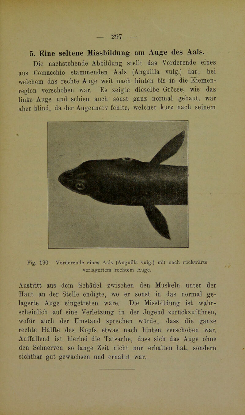 5. Eine seltene Missbildung am Auge des Aals. Die nachstehende Abbildung stellt das Vorderende eines aus Comacchio stammenden Aals (Anguilla vulg.) dar, bei welchem das rechte Auge weit nach hinten bis in die Kiemen- region verschoben war. Es zeigte dieselbe Grösse, wie das linke Auge und schien auch sonst ganz normal gebaut, war aber blind, da der Augennerv fehlte, welcher kurz nach seinem Fig. 190. Vorderende eines Aals (Anguilla vulg.) mit nach rückwärts verlagertem rechtem Auge. Austritt aus dem Schädel zwischen den Muskeln unter der Haut an der Stelle endigte, wo er sonst in das normal ge- lagerte Auge eingetreten wäre. Die Missbildung ist wahr- scheinlich auf eine Verletzung in der Jugend zurückzuführen, wofür auch der Umstand sprechen würde, dass die ganze rechte Hälfte des Kopfs etwas nach hinten verschoben war. Auffallend ist hierbei die Tatsache, dass sich das Auge ohne den Sehnerven so lange Zeit nicht nur erhalten hat, sondern sichtbar gut gewachsen und ernährt war.