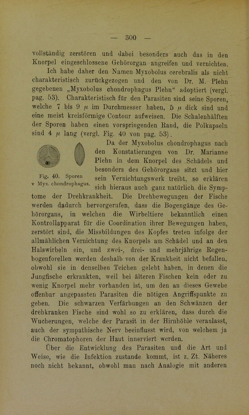 vollständig zerstören und dabei besonders auch das in den Knorpel eingescblossene Gehörorgan angreifen und vernichten. Ich habe daher den Namen Myxobolus cerebralis als nicht charakteristisch zurückgezogen und den von Dr, M. Plehn gegebenen „Myxobolus chondrophagus Plehn“ adoptiert (vergl. pag. 53). Charakteristisch für den Parasiten sind seine Sporen, welche 7 bis 9 /li im Durchmesser haben, 5 /.i dick sind und eine meist kreisförmige Contour aufweisen. Die Schalenhälften der Sporen haben einen vorspringenden Rand, die Polkapseln sind 4 lii lang (vergl. Fig. 40 von pag. 53). ODa der Myxobolus chondrophagus nach den Konstatierungen von Dr. Marianne Plehn in dem Knorpel des Schädels und besonders des Gehörorgans sitzt und hier Fig. 40. Sporen ggjjj Vemichtungswerk treibt, so erklären V Myx. chondrophagus. -ii. ^ n Sich hieraus auch ganz natürlich die Symp- tome der Drehkrankheit. Die Drehbewegungen der Fische werden dadurch hervorgerufen, dass die Bogengänge des Ge- hörorgans, in welchen die Wirbeltiere bekanntlich einen Kontrollapparat für die Coordination ihrer Bewegungen haben, zerstört sind, die Missbildungen des Kopfes treten infolge der allmählichen Vernichtung des Knorpels am Schädel und an den Halswirbeln ein, und zwei-, drei- und mehrjährige Regen- bogenforellen werden deshalb von der Krankheit nicht befallen, obwohl sie in denselben Teichen gelebt haben, in denen die Jungfische erkrankten, weil bei älteren Fischen kein oder zu wenig Knorpel mehr vorhanden ist, um den an dieses Gewebe offenbar angepassten Parasiten die nötigen Angriffspunkte zu geben. Die schwarzen Verfärbungen an den Schwänzen der drehkranken Fische sind wohl so zu erklären, dass durch die Wucherungen, welche der Parasit in der Hirnhöhie veranlasst, auch der sympathische Nerv beeinflusst wird, von welchem ja die Chromatophoren der Haut innerviert werden. Über die Entwicklung des Parasiten und die Art und Weise, wie die Infektion zustande kommt, ist z. Zt. Näheres noch nicht bekannt, obwohl man nach Analogie mit anderen