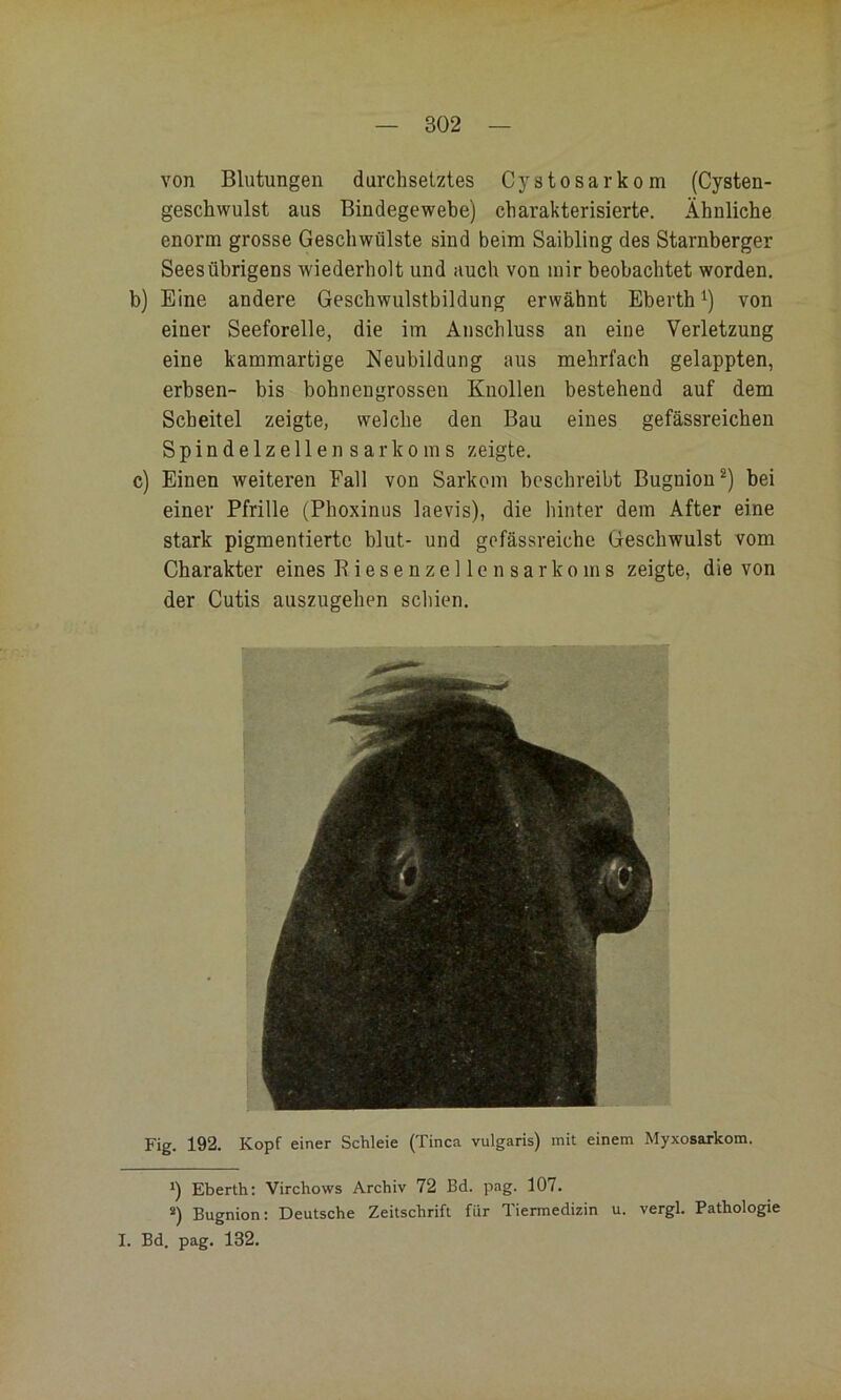 von Blutungen durchsetztes Cystosarkom (Cysten- geschwulst aus Bindegewebe) charakterisierte. Ähnliche enorm grosse Geschwülste sind beim Saibling des Starnberger Seesübrigens wiederholt und auch von mir beobachtet worden, b) Eine andere Geschwulstbildung erwähnt Eberth von einer Seeforelle, die im Anschluss an eine Verletzung eine kammartige Neubildung aus mehrfach gelappten, erbsen- bis bohneugrossen Knollen bestehend auf dem Scheitel zeigte, welche den Bau eines gefässreichen Spindelzellen Sarkoms zeigte. c) Einen weiteren Fall von Sarkom beschreibt Bugnion^) bei einer Pfrille (Phoxinus laevis), die hinter dem After eine stark pigmentierte blut- und gefässreiche Geschwulst vom Charakter eines B iese nze 1 le n sarko ms zeigte, die von der Cutis auszugehen schien. Fig. 192. Kopf einer Schleie (Tinea vulgaris) mit einem Myxosarkom. 0 Eberth: Virchows Archiv 72 Bd. pag. 107, *) Bugnion: Deutsche Zeitschrift für Tiermedizin u. vergl. Pathologie I. Bd. pag. 132.