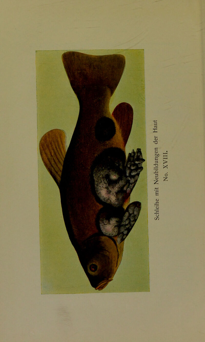 Schleihe mit Neubildungen der No. XVIII.