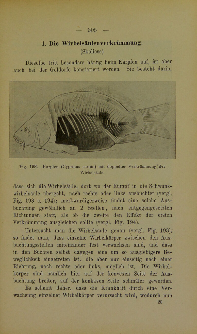 1. Die Wirbelsäulenverkrümmung. (Skoliose) Dieselbe tritt besonders häutig beim Karpfen auf, ist aber auch bei der Goldorfe konstatiert worden. Sie besteht darin, Fig. 193. Karpfen (Cyprinus carpio) mit doppelter Verkrümmungi^der Wirbelsäule. dass sich die Wirbelsäule, dort wo der Rumpf in die Schwanz- wirbelsäule übergeht, nach rechts oder links ausbuchtet (vergl. Fig. 193 u. 194); merkwürdigerweise findet eine solche Aus- buchtung gewöhnlich an 2 Stellen, nach entgegengesetzten Richtungen statt, als ob die zweite den Effekt der ersten Verkrümmung aiisgleichen sollte (vergl. Fig. 194). Untersucht man die Wirbelsäule genau (vergl. Fig. 193), so findet man, dass einzelne Wirbelkörper zwischen den Aus- buchtungsstellen miteinander fest verwachsen sind, und dass in den Buchten selbst dagegen eine um so ausgiebigere Be- weglichkeit eingetreten ist, die aber nur einseitig nach einer Richtung, nach rechts oder links, möglich ist. Die Wirbel- körper sind nämlich hier auf der konvexen Seite der Aus- buchtung breiter, auf der konkaven Seite schmäler geworden. Es scheint daher, dass die Krankheit durch eine Ver- wachsung einzelner Wirbelkörper verursacht wird, wodurch nun 20