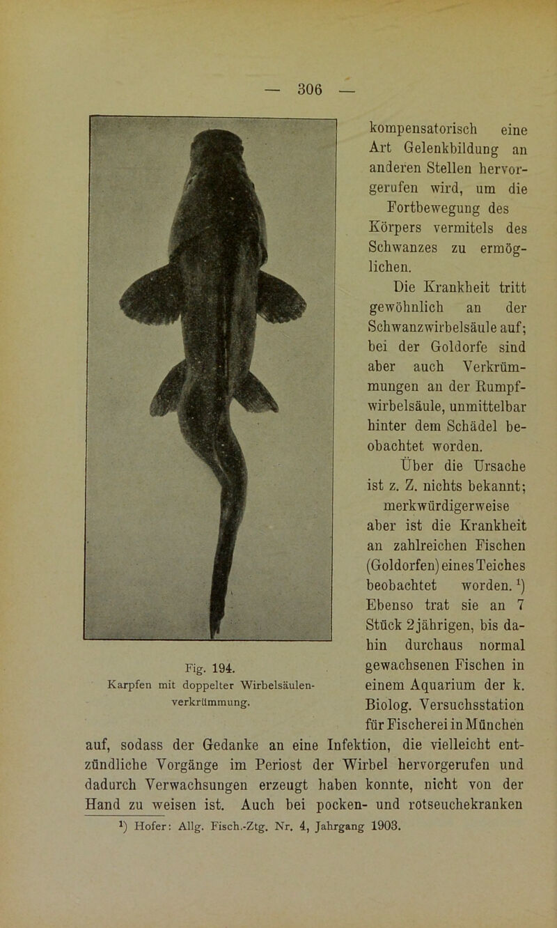 kompensatorisch eine Art Gelenkbildung an anderen Stellen hervor- gerufen wird, um die Fortbewegung des Körpers vermitels des Schwanzes zu ermög- lichen. Die Krankheit tritt gewöhnlich an der Schwanz Wirbelsäule auf; bei der Goldorfe sind aber auch Verkrüm- mungen au der Rumpf- wirbelsäule, unmittelbar hinter dem Schädel be- obachtet worden. Über die Ursache ist z. Z. nichts bekannt; merkwürdigerweise aber ist die Krankheit an zahlreichen Fischen (Goldorfen) eines Teiches beobachtet worden. Ebenso trat sie an 7 Stück 2jährigen, bis da- hin durchaus normal gewachsenen Fischen in einem Aquarium der k. Biolog. Versuchsstation für Fischerei in München auf, sodass der Gedanke an eine Infektion, die vielleicht ent- zündliche Vorgänge im Periost der Wirbel hervorgerufen und dadurch Verwachsungen erzeugt haben konnte, nicht von der Hand zu weisen ist. Auch bei pocken- und rotseuchekranken Hofer: Allg. Fisch.-Ztg. Nr. 4, Jahrgang 1903. Fig. 194. Karpfen mit doppelter Wirbelsäulen- verkrümmung.