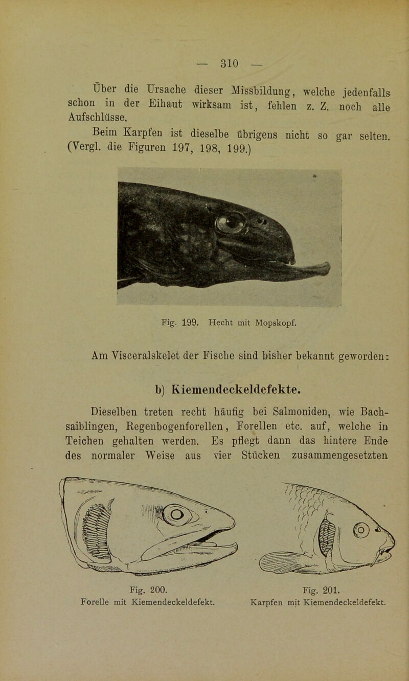Über die Ursache dieser Missbildung, welche jedenfalls schon in der Eihaut wirksam ist, fehlen z. Z. noch alle Aufschlüsse. Beim Karpfen ist dieselbe übrigens nicht so gar selten. (Vergl. die Figuren 197, 198, 199.) Fig. 199. Hecht mit Mopskopf. Am Visceralskelet der Fische sind bisher bekannt geworden: b) Kiemeiideckeldefekte. Dieselben treten recht häufig bei Salmoniden, wie Bach- saiblingen, Regenbogenforellen, Forellen etc. auf, welche in Teichen gehalten werden. Es pfiegt dann das hintere Ende des normaler Weise aus vier Stücken zusammengesetzten Fig. 200. Fig. 201. Forelle mit Kiemendeckeldefekt. Karpfen mh Kiemendeckeldefekt.