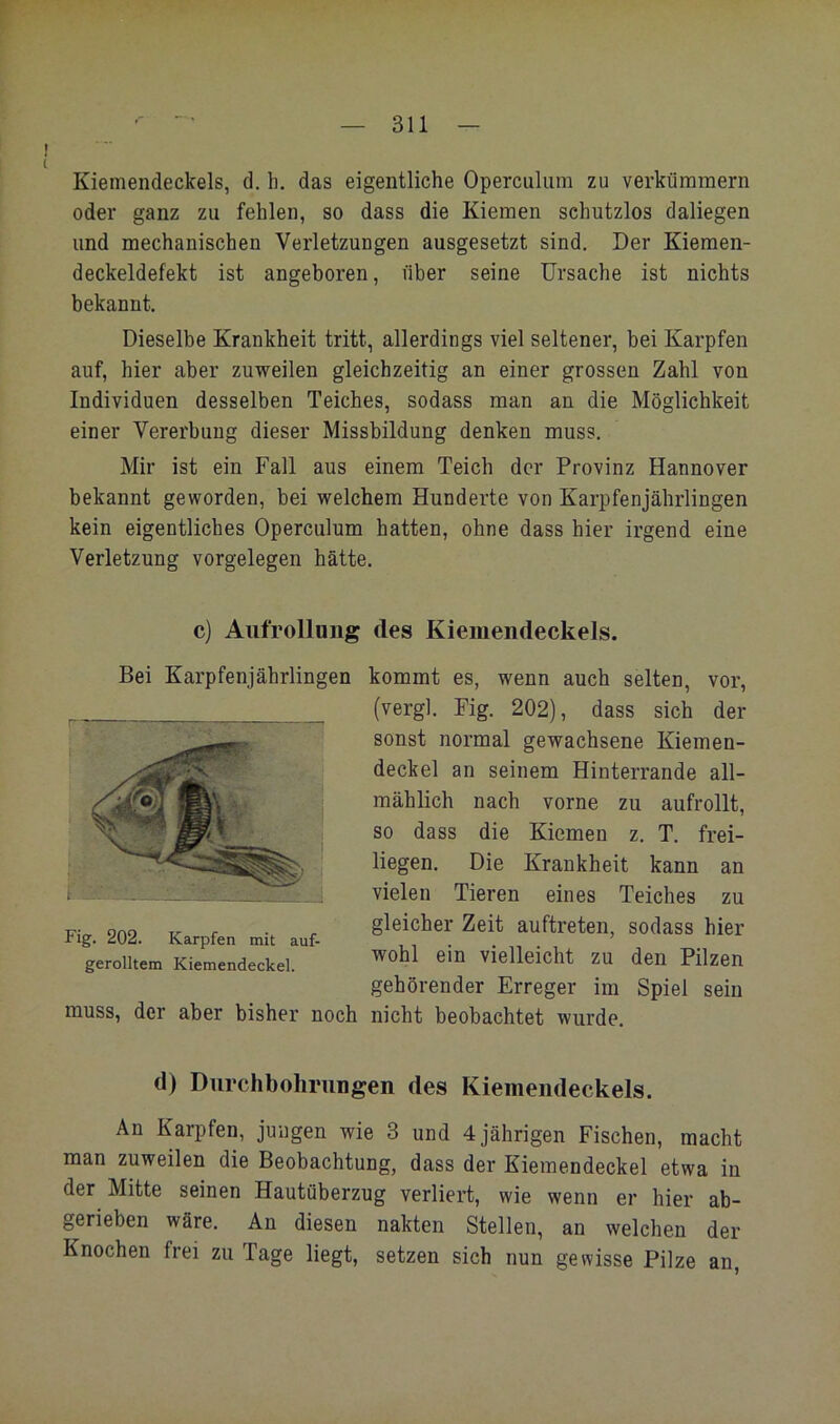 Kiemendeckels, d. h. das eigentliche Operculiim zu verkümmern oder ganz zu fehlen, so dass die Kiemen schutzlos daliegen und mechanischen Verletzungen ausgesetzt sind. Der Kiemen- deckeldefekt ist angeboren, über seine Ursache ist nichts bekannt. Dieselbe Krankheit tritt, allerdings viel seltener, bei Karpfen auf, hier aber zuweilen gleichzeitig an einer grossen Zahl von Individuen desselben Teiches, sodass man an die Möglichkeit einer Vererbung dieser Missbildung denken muss. Mir ist ein Fall aus einem Teich der Provinz Hannover bekannt geworden, bei welchem Hunderte von Karpfenjährlingen kein eigentliches Operculum hatten, ohne dass hier irgend eine Verletzung Vorgelegen hätte. c) Aufrollung des Kieiuendeckels. Bei Karpfenjährlingen kommt es, wenn auch selten, vor, (vergl. Fig. 202), dass sich der sonst normal gewachsene Kiemen- deckel an seinem Hinterrande all- mählich nach vorne zu aufrollt, so dass die Kiemen z. T. frei- liegen. Die Krankheit kann an vielen Tieren eines Teiches zu gleicher Zeit auftreten, sodass hier wohl ein vielleicht zu den Pilzen gehörender Erreger im Spiel sein muss, der aber bisher noch nicht beobachtet wurde. d) Diirchbohriingen des Kiemendeckels. An Karpfen, jungen wie 3 und 4 jährigen Fischen, macht man zuweilen die Beobachtung, dass der Kiemendeckel etwa in der Mitte seinen Hautüberzug verliert, wie wenn er hier ab- gerieben wäre. An diesen nakten Stellen, an welchen der Knochen frei zu Tage liegt, setzen sich nun gewisse Pilze an Fig. 202. Karpfen mit auf- gerolltem Kiemendeckel.
