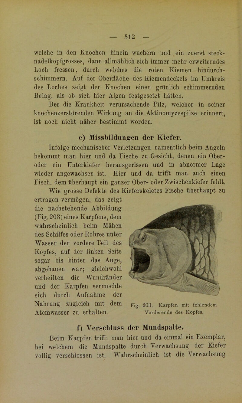 welche in den Knochen hinein wuchern und ein zuerst steck- nadelkopfgrosses, dann allmählich sich immer mehr erweiterndes Loch fressen, durch welches die roten Kiemen hindurch- schimmern. Auf der Oberfläche des Kiemendeckels im Umkreis des Loches zeigt der Knochen einen grünlich schimmernden Belag, als ob sich hier Algen festgesetzt hätten. Der die Krankheit verursachende Pilz, welcher in seiner knochenzerstörenden Wirkung an die Aktinomyzespilze erinnert, ist noch nicht näher bestimmt worden. e) Missbilduaffen der Kiefer. Infolge mechanischer Verletzungen namentlich beim Angeln bekommt man hier und da Fische zu Gesicht, denen ein Ober- oder ein Unterkiefer herausgerissen und in abnormer Lage wieder angewachsen ist. Hier und da trifft man auch einen Fisch, dem überhaupt ein ganzer Ober- oder Zwischenkiefer fehlt. Wie grosse Defekte des Kieferskeletes Fische überhaupt zu ertragen vermögen, das zeigt die nachstehende Abbildung (Fig. 203) eines Karpfens, dem wahrscheinlich beim Mähen des Schilfes oder Rohres unter Wasser der vordere Teil des Kopfes, auf der linken Seite sogar bis hinter das Auge, abgehauen war; gleichwohl verheilten die Wundränder und der Karpfen vermochte sich durch Aufnahme der Nahrung zugleich mit dem p-jg_ 203. Karpfen mit fehlendem Atemwasser zu erhalten. Vorderende des Kopfes. f) Verschluss der Miiiidspalte. Beim Karpfen trifft man hier und da einmal ein Exemplar, bei welchem die Mundspalte durch Verwachsung der Kiefer völlig verschlossen ist. Wahrscheinlich ist die Verwachsung