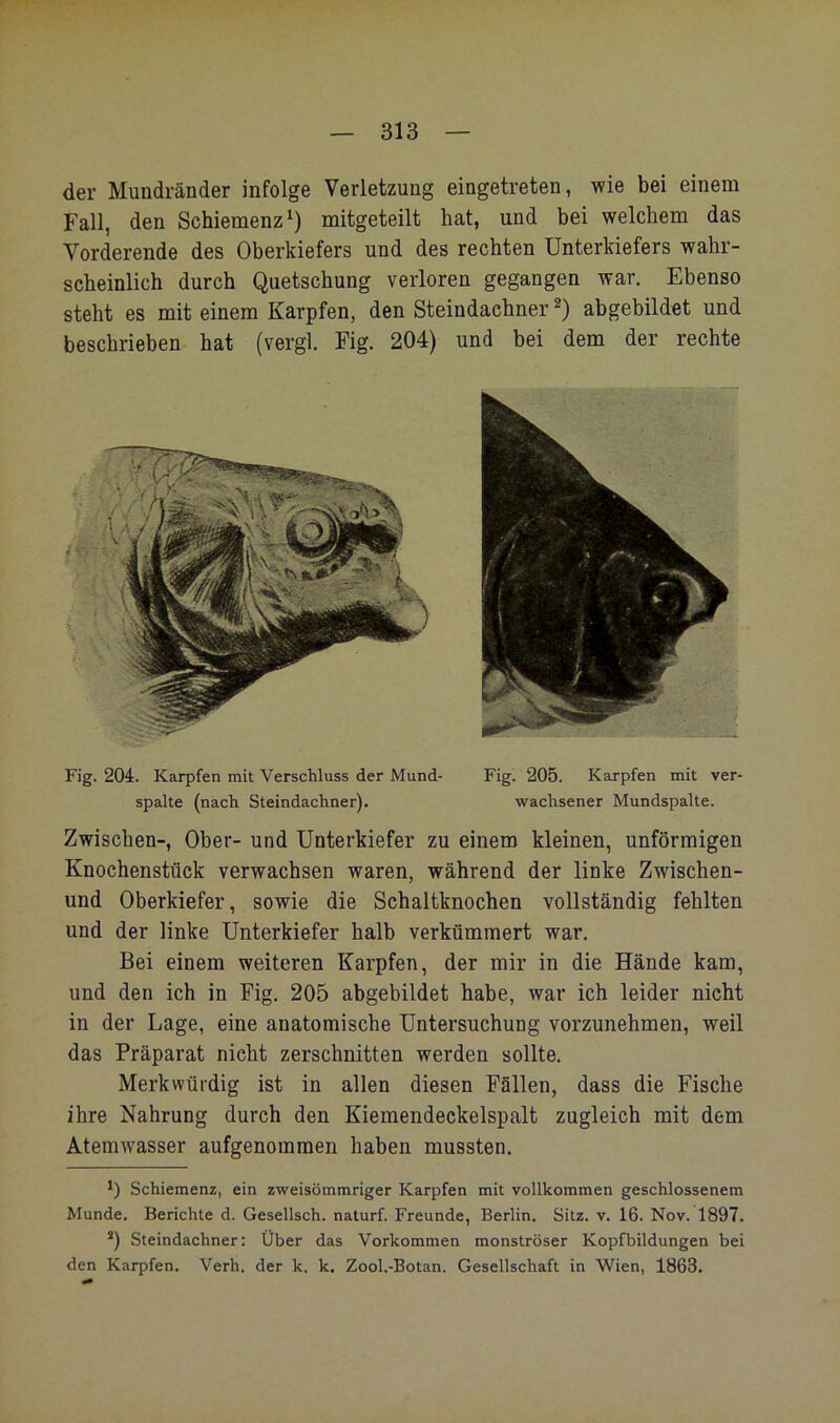 der Mundränder infolge Verletzung eingetreten, wie bei einem Fall, den Schiemenz^) mitgeteilt hat, und bei welchem das Vorderende des Oberkiefers und des rechten Unterkiefers wahr- scheinlich durch Quetschung verloren gegangen war. Ebenso steht es mit einem Karpfen, den Steindachner abgebildet und beschrieben hat (vergl. Fig. 204) und bei dem der rechte Fig. 204. Karpfen mit Verschluss der Mund- Fig. 205. Karpfen mit ver- spalte (nach Steindachner). wachsener Mundspalte. Zwischen-, Ober- und Unterkiefer zu einem kleinen, unförmigen Knochenstück verwachsen waren, während der linke Zwischen- und Oberkiefer, sowie die Schaltknochen vollständig fehlten und der linke Unterkiefer halb verkümmert war. Bei einem weiteren Karpfen, der mir in die Hände kam, und den ich in Fig. 205 abgebildet habe, war ich leider nicht in der Lage, eine anatomische Untersuchung vorzunehmen, weil das Präparat nicht zerschnitten werden sollte. Merkwürdig ist in allen diesen Fällen, dass die Fische ihre Nahrung durch den Kiemendeckelspalt zugleich mit dem Atemwasser aufgenommen haben mussten. *) Schiemenz, ein zweisömmriger Karpfen mit vollkommen geschlossenem Munde. Berichte d. Gesellsch. naturf. Freunde, Berlin. Sitz. v. 16. Nov. 1897. *) Steindachner; Über das Vorkommen monströser Kopfbildungen bei den Karpfen. Verh. der k. k. Zool.-Botan. Gesellschaft in Wien, 1863.