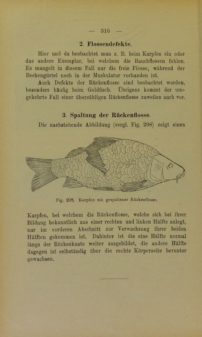 2. Flossendefekte. Hier und da beobachtet man z. B. beim Karpfen ein oder das andere Exemplar, bei welchem die Bauchflossen fehlen. Es mangelt in diesem Fall nur die freie Flosse, während der Beckengürtel noch in der Muskulatur vorhanden ist. Auch Defekte der Rückenflosse sind beobachtet worden, besonders häufig beim Goldfisch. Übrigens kommt der um- gekehrte Fall einer überzähligen Rückenflosse zuweilen auch vor. 3. Spaltung der Rückenflosse. Die nachstehende Abbildung (vergl. Fig. 208) zeigt einen Fig. 208. Karpfen mit gespaltener Rückenflosse. Karpfen, bei welchem die Rückenflosse, welche sich bei ihrer Bildung bekanntlich aus einer rechten und linken Hälfte anlegt, nur im vorderen Abschnitt zur Verwachsung ihrer beiden Hälften gekommen ist. Dahinter ist die eine Hälfte normal längs der Rückenkante weiter ausgebildet, die andere Hälfte dagegen ist selbständig über die rechte Körperseite herunter gewachsen.
