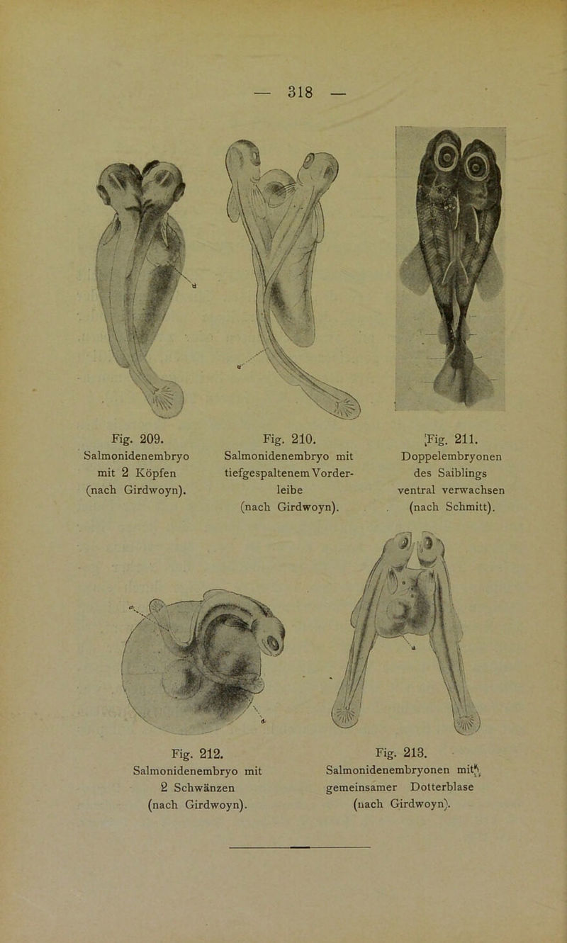 Fig. 209. Salmonidenembryo mit 2 Köpfen (nach Girdwoyn). Fig. 210. Salmonidenembryo mit tiefgespaltenem Vorder- leibe (nach Girdwoyn). ;Fig. 211. Doppelembryonen des Saiblings ventral verwachsen (nach Schmitt). Fig. 212. Salmonidenembryo mit 2 Schwänzen (nach Girdwoyn). Fig. 213. Salmonidenembryonen mit^ gemeinsamer Dotterblase (nach Girdwoyn).