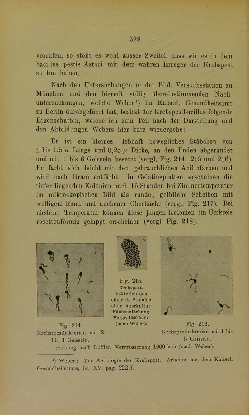 vorrufen, so steht es wohl ausser Zweifel, dass wir es in dem bacillus pestis Astaci mit dem wahren Erreger der Krebspest zu tun haben. Nach den Untersuchungen in der Biol, Versuchsstation zu München und den hiermit völlig übereinstimmenden Nach- untersuchungen, welche Weber im Kaiserl. Gesundheitsamt zu Berlin durchgeführt hat, besitzt der Krebspestbacillus folgende Eigenschaften, welche ich zum Teil nach der Darstellung und den Abbildungen Webers hier kurz wiedergebe; Er ist ein kleines, lebhaft bewegliches Stäbchen von 1 bis 1,5 f.1 Länge und 0,25 f.i Dicke, an den Enden abgerundet und mit 1 bis 6 Geissein besetzt (vergl. Fig. 214, 215 und 216), Er färbt sich leicht mit den gebräuchlichen Anilinfarben und wird nach Gram entfärbt. In Gelatineplatten erscheinen die tiefer liegenden Kolonien nach 16 Stunden bei Zimmertemperatur im mikroskopischen Bild als runde, gelbliche Scheiben mit welligem Rand und unebener Oberfläche (vergl. Fig, 217). Bei niederer Temperatur können diese jungen Kolonien im Umkreis rosettenförmig gelappt erscheinen (vergl. Fig. 218), m Fig. 215. r-H . 1 Krebspest- ‘ / bakterien aus ^ einer 24 Stunden - , alten Agarkultur ^ I Füehsenfärbung. J f • I Vergr, 1000 fach Fig. 214. (nach Weber). Fig. 216. Krebstpestbakterien mit 2 Krebspestbakterien mit 1 bis bis 3 Geissein. 5 Geissein. Färbung nach Löffler, Vergrösserung 1000 fach (nach Weber). Weber; Zur Aetiologie der Krebspest. Arbeiten aus dem Kaiserl. Gesundheitsamte, Bd. XV, pag. 222 ff.