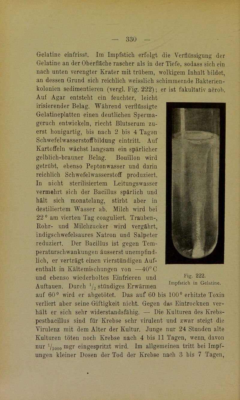 Gelatine einfrisst, Ira Impfstich erfolgt die Verflüssigung der Gelatine an der Oberfläche rascher als in der Tiefe, sodass sich ein nach unten verengter Krater mit trübem, wolkigem Inhalt bildet, an dessen Grund sich reichlich weisslich schimmernde Bakterien- kolonien sedimentieren (vergl. Fig. 222); er ist fakultativ aerob. Auf Agar entsteht ein feuchter, leicht irisierender Belag. Während verflüssigte Gelatineplatten einen deutlichen Sperma- geruch entwickeln, riecht Blutserum zu- erst honigartig, bis nach 2 bis 4 Tagen Schwefelwasserstoffbildung eintritt. Auf Kartoffeln wächst langsam ein spärlicher gelblich-brauner Belag. Bouillon wird getrübt, ebenso Peptonwasser und darin reichlich Schwefelwasserstoff produziert. In nicht sterilisiertem Leitungswasser vermehrt sich der Bacillus spärlich und hält sich monatelang, stirbt aber in destiliertem Wasser ab. Milch wird bei 22 ® am vierten Tag coaguliert. Trauben-, Rohr- und Milchzucker wird vergährt, indigschwefelsaures Natron und Salpeter reduziert. Der Bacillus ist gegen Tera- peraturschwankungen äusserst unempfind- lich, er verträgt einen vierstündigen Auf- enthalt in Kältemischungen von —40® C und ebenso wiederholtes Einfrieren und Fig. 222. t ri T 1 / i.. 1 • -n •• Iinpfsticti in Gelatine. Auftauen. Durch 72 stundiges Erwärmen ^ auf 60® wird er abgetötet. Das auf 60 bis 100® erhitzte Toxin verliert aber seine Giftigkeit nicht. Gegen das Eintrocknen ver- hält er sich sehr widerstandsfähig. — Die Kulturen des Krebs- pestbacillus sind für Krebse sehr virulent und zwar steigt die Virulenz mit dem Alter der Kultur. Junge nur 24 Stunden alte Kulturen töten noch Krebse nach 4 bis 11 Tagen, wenn, davon nur 72000 eingespritzt wird. Im allgemeinen tritt bei Impf- ungen kleiner Dosen der Tod der Krebse nach 3 bis 7 Tagen,